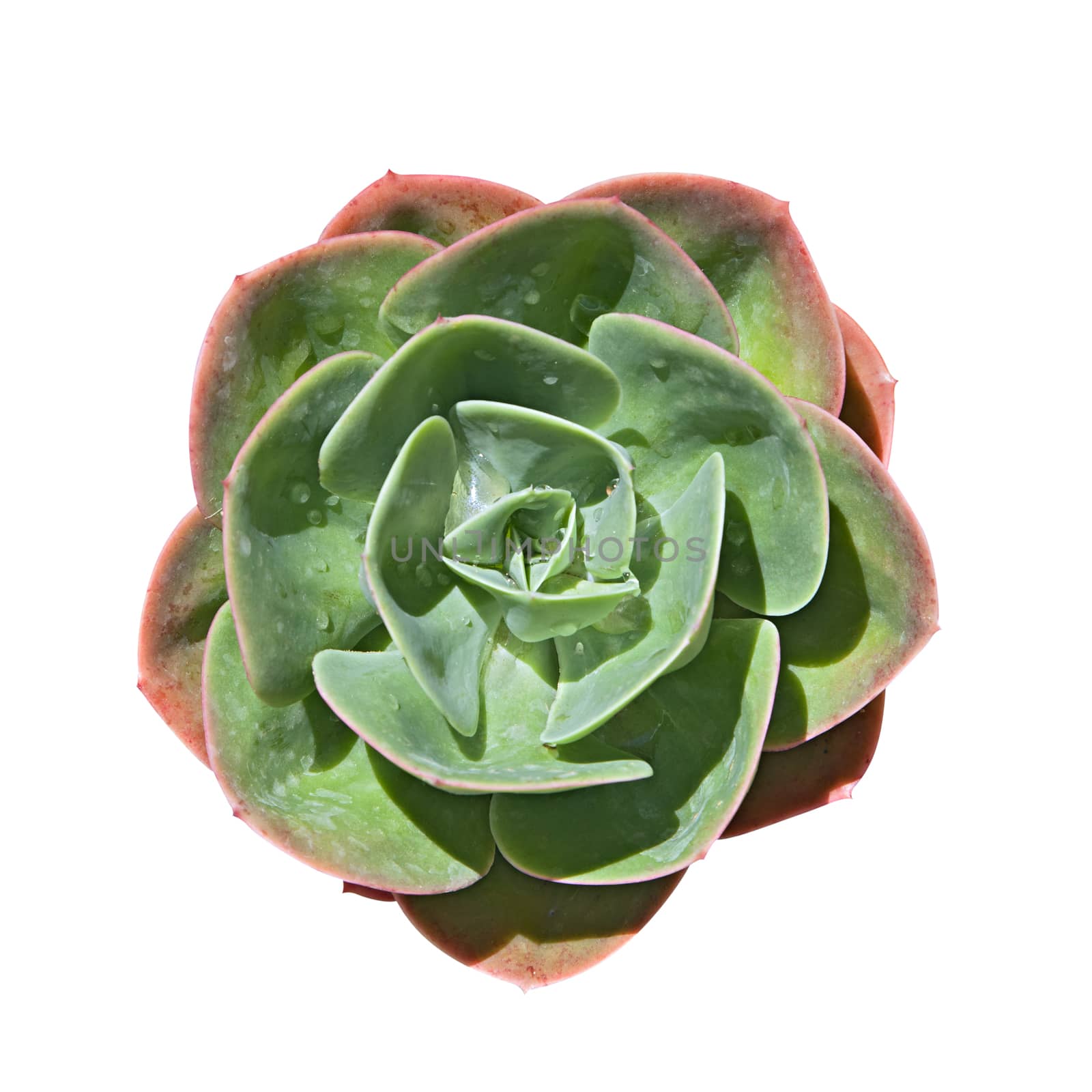 Houseleek (sempervivum) isolated over white background