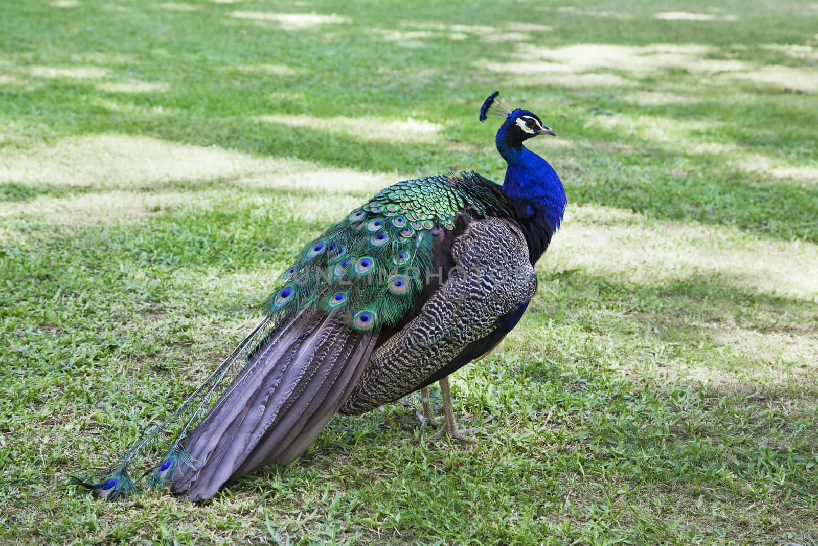 Peacock standing on a lawn on a sunny day