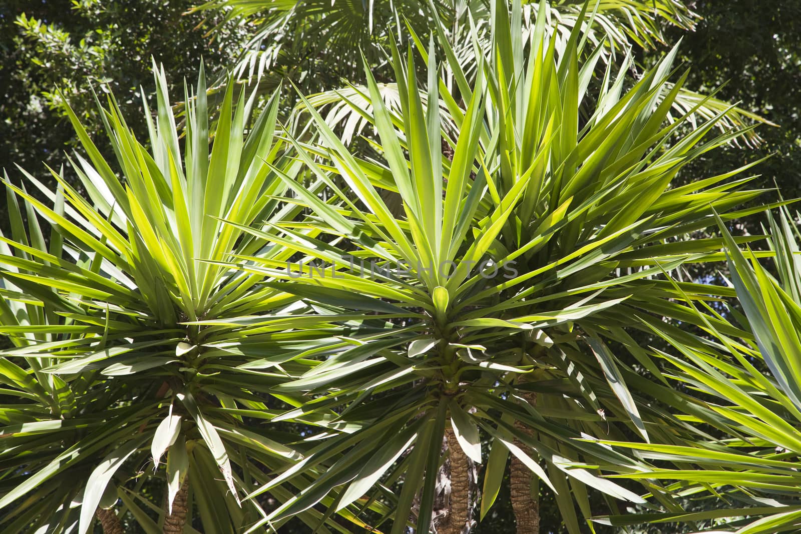 Tops of palm trees in the backlight
