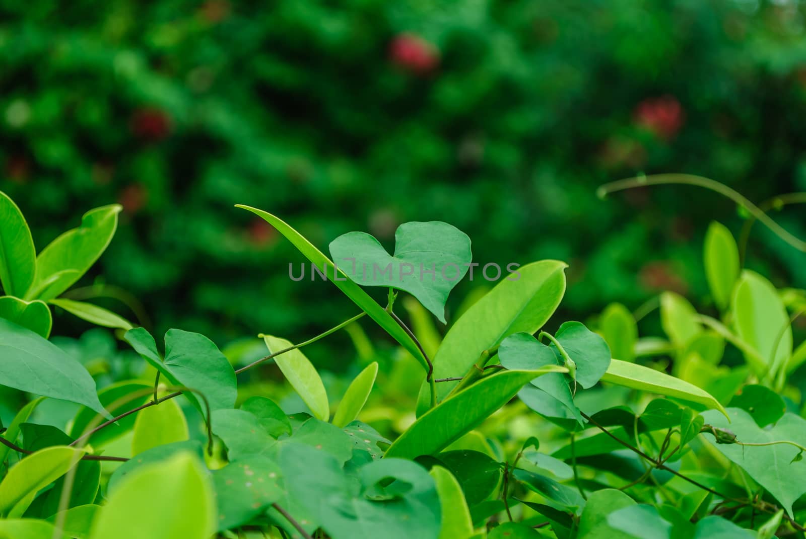 The heart-shaped leaves. The leaves are naturally occurring by suriyaph