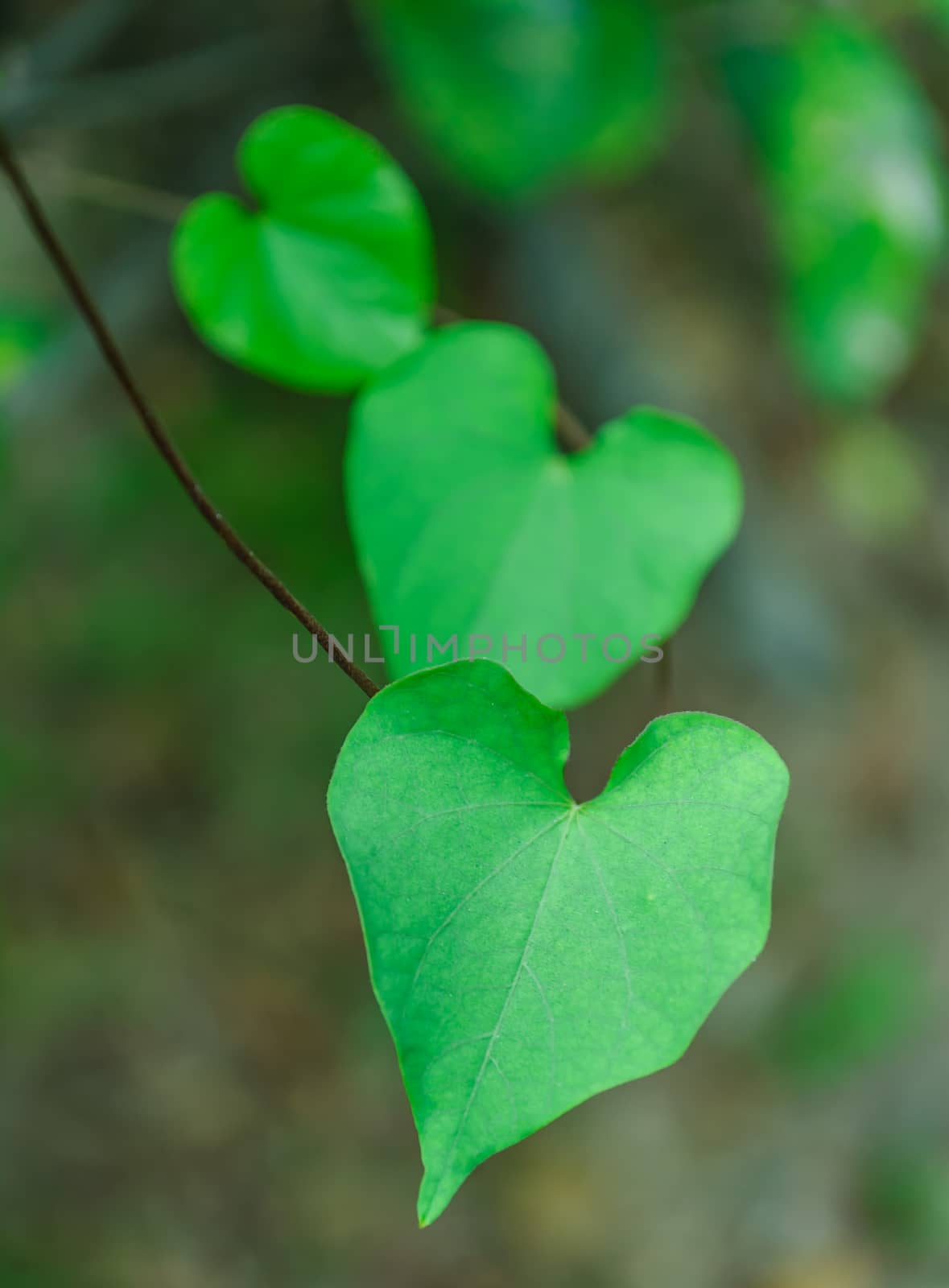 The heart-shaped leaves. The leaves are naturally occurring