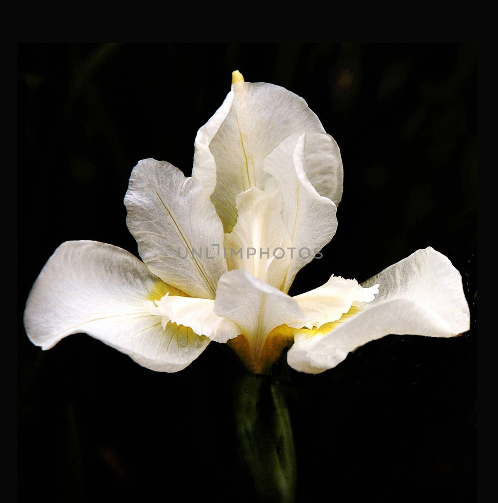 IRIS by george_stevenson