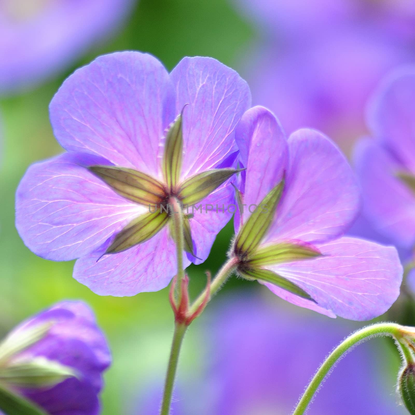 Beautiful flowers from the garden.