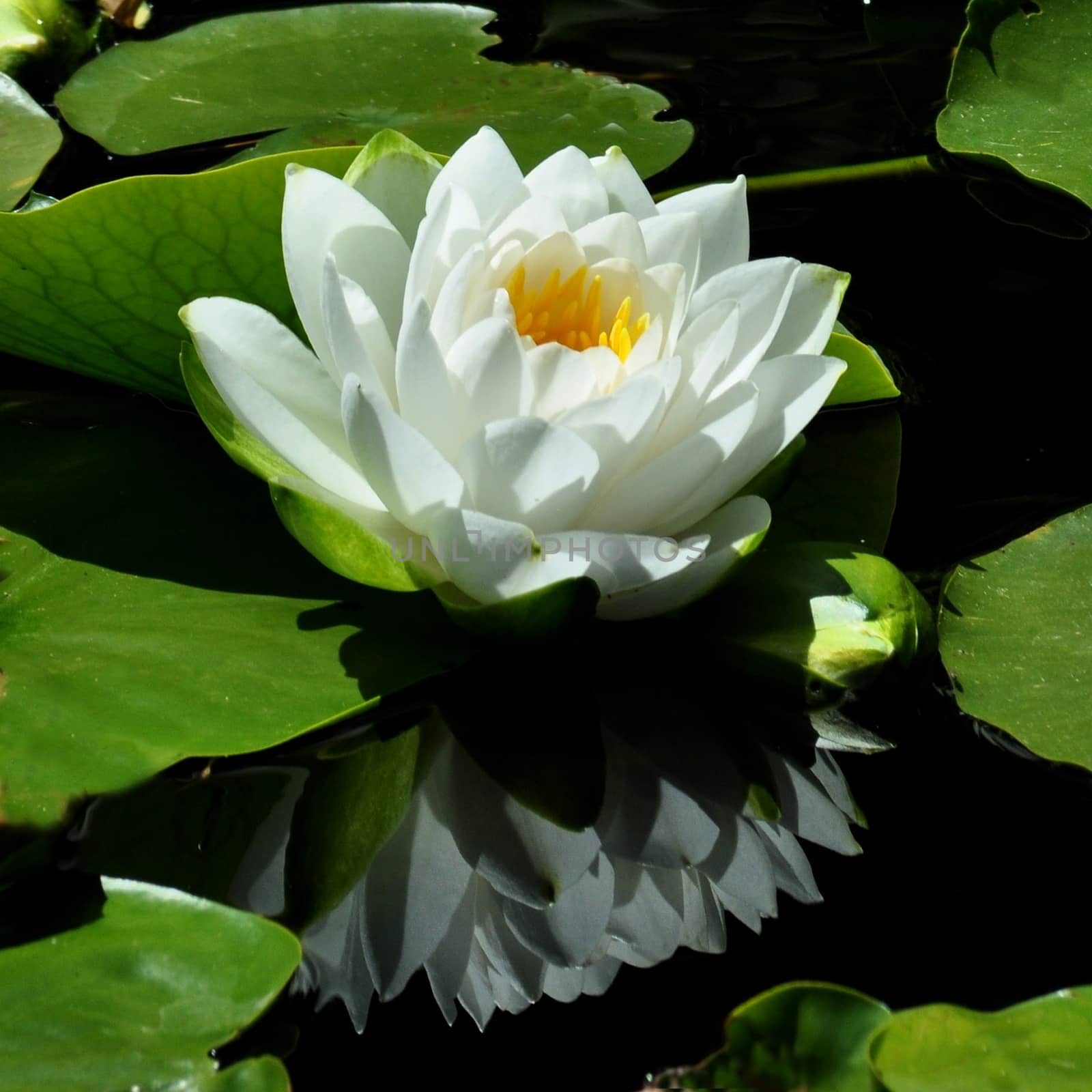 WHITE WATER LILY by george_stevenson