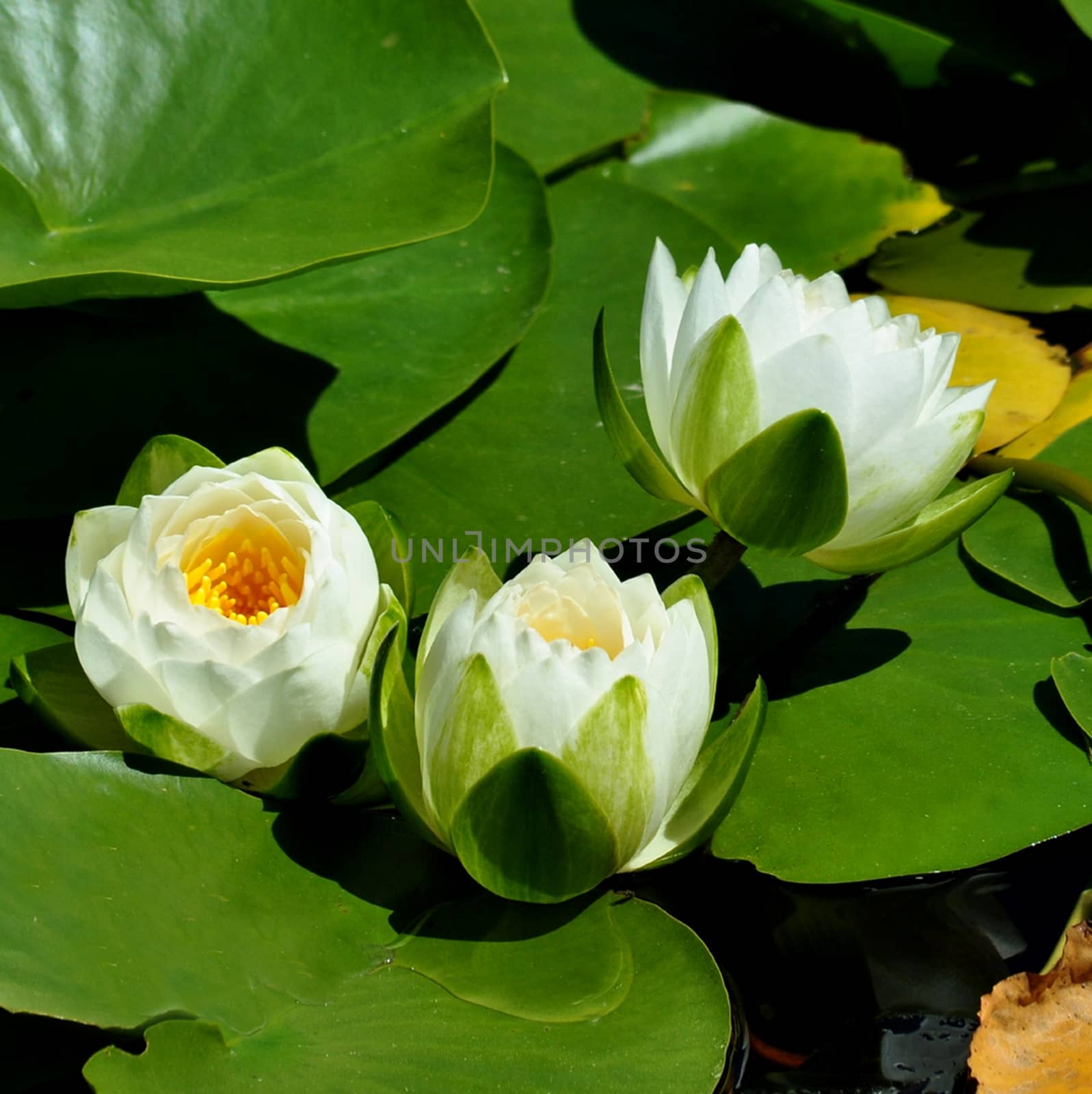 WHITE WATER LILY by george_stevenson