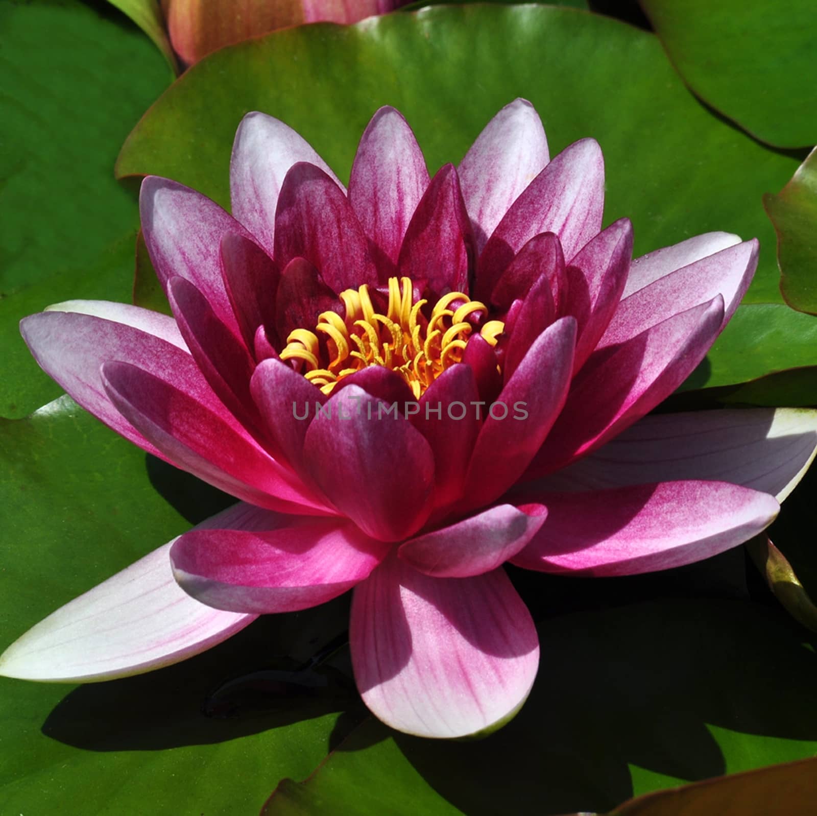 WATER LILY by george_stevenson