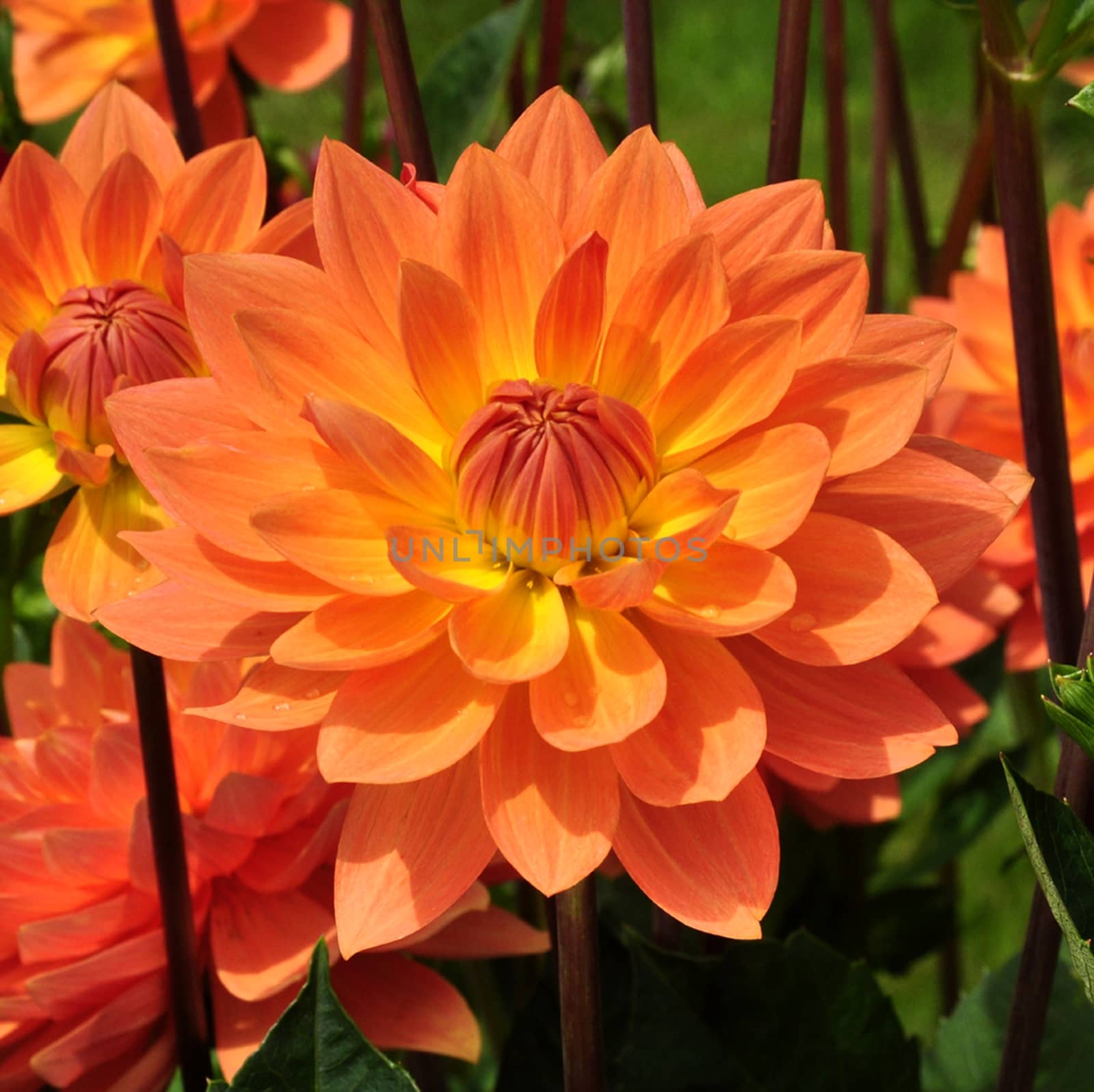 Beautiful flowers from the garden.