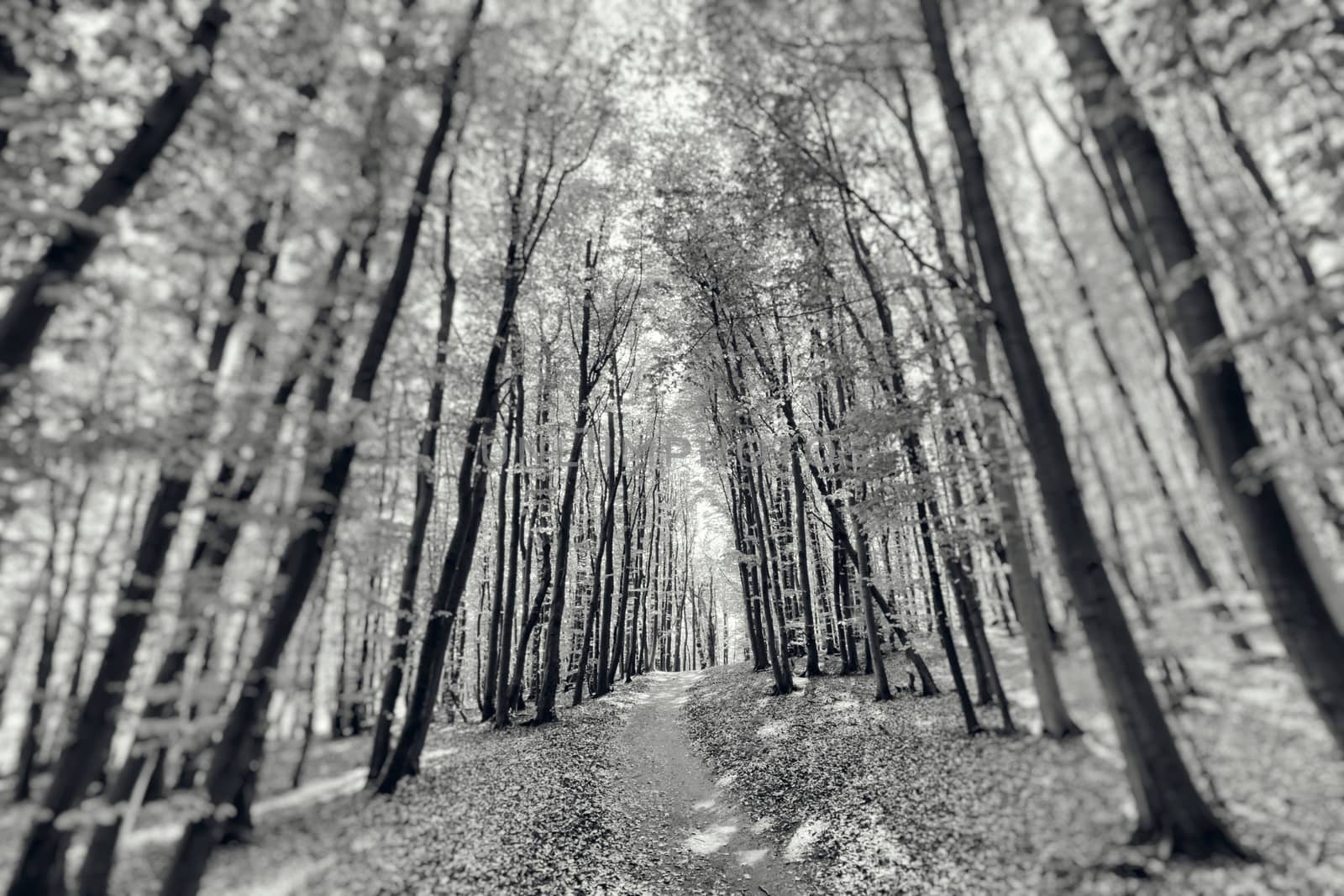 The hidden forest by patricklienin