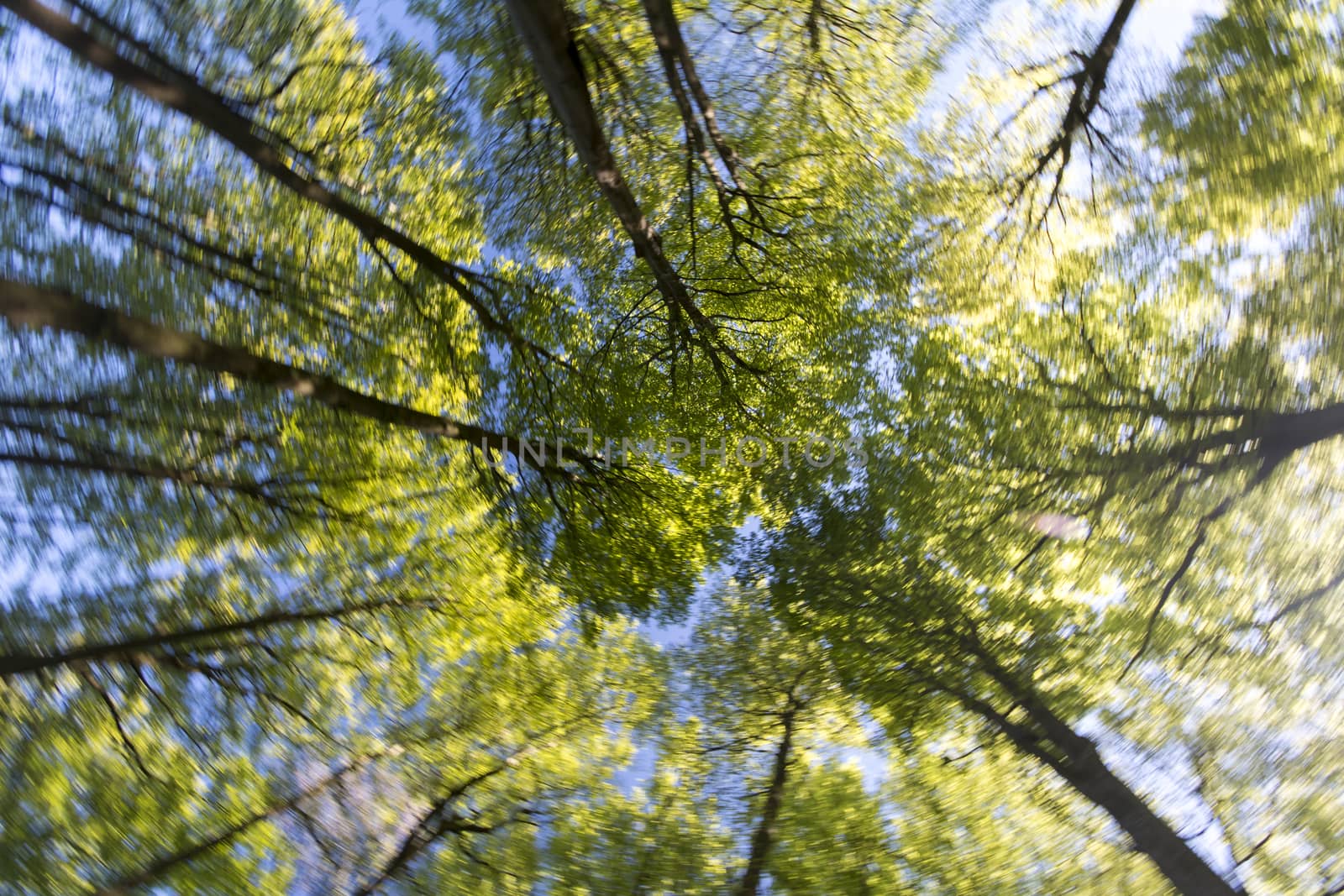 Photograph of a forest in spring.