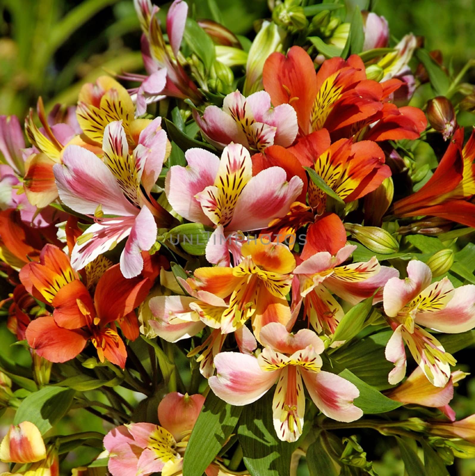 Beautiful flowers from the garden.