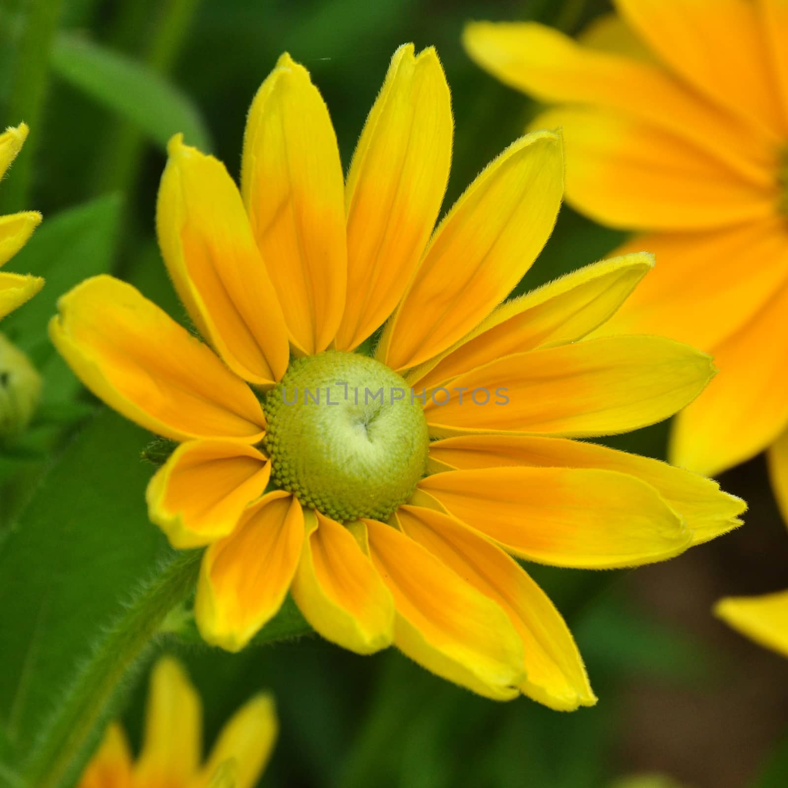 RUDBEKIA. by george_stevenson