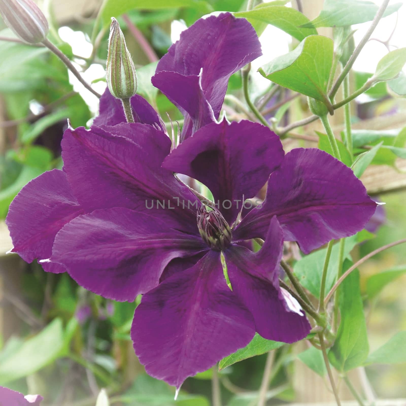 Beautiful flowers from the garden.