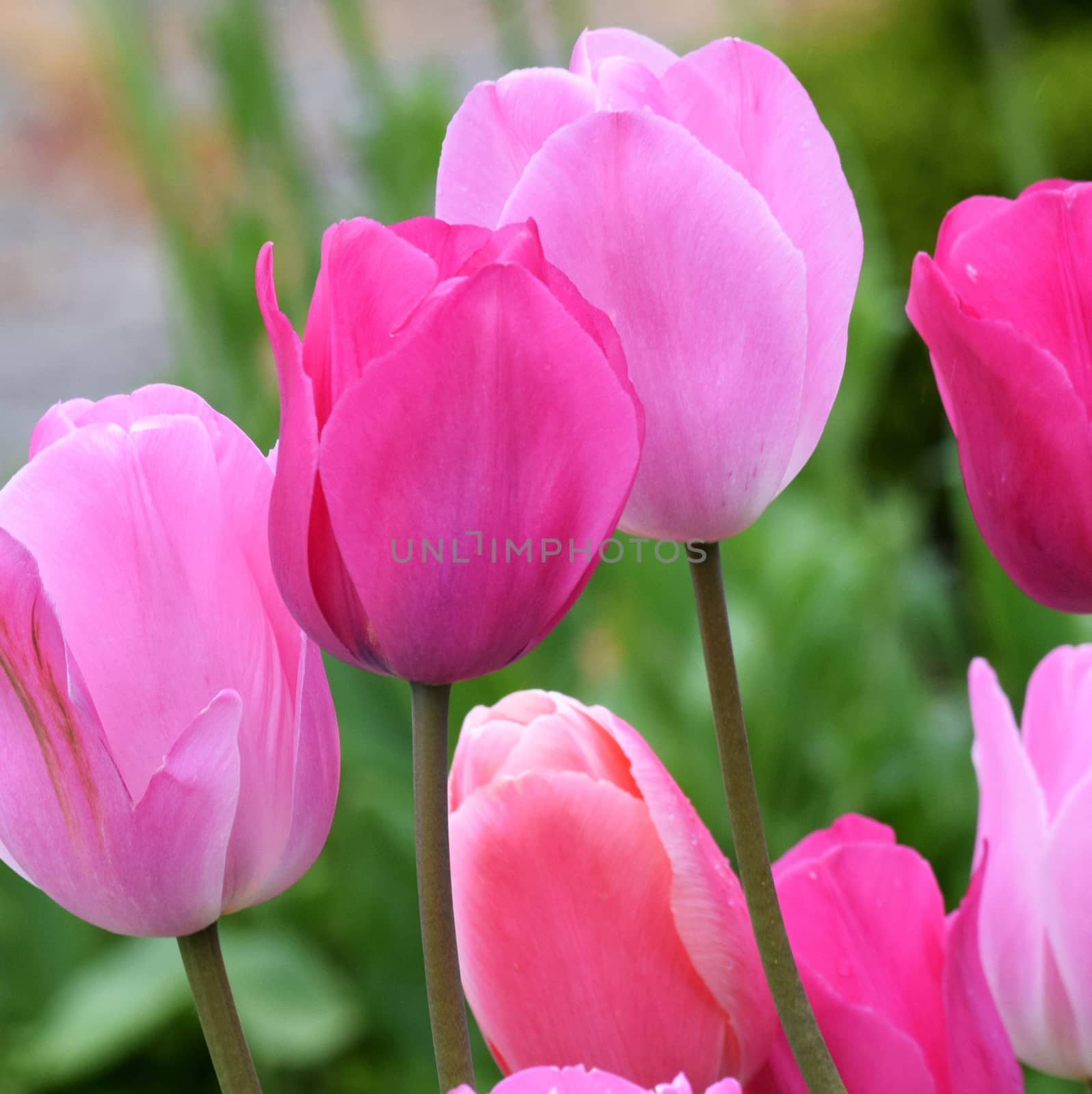 PINK TULIPS. by george_stevenson