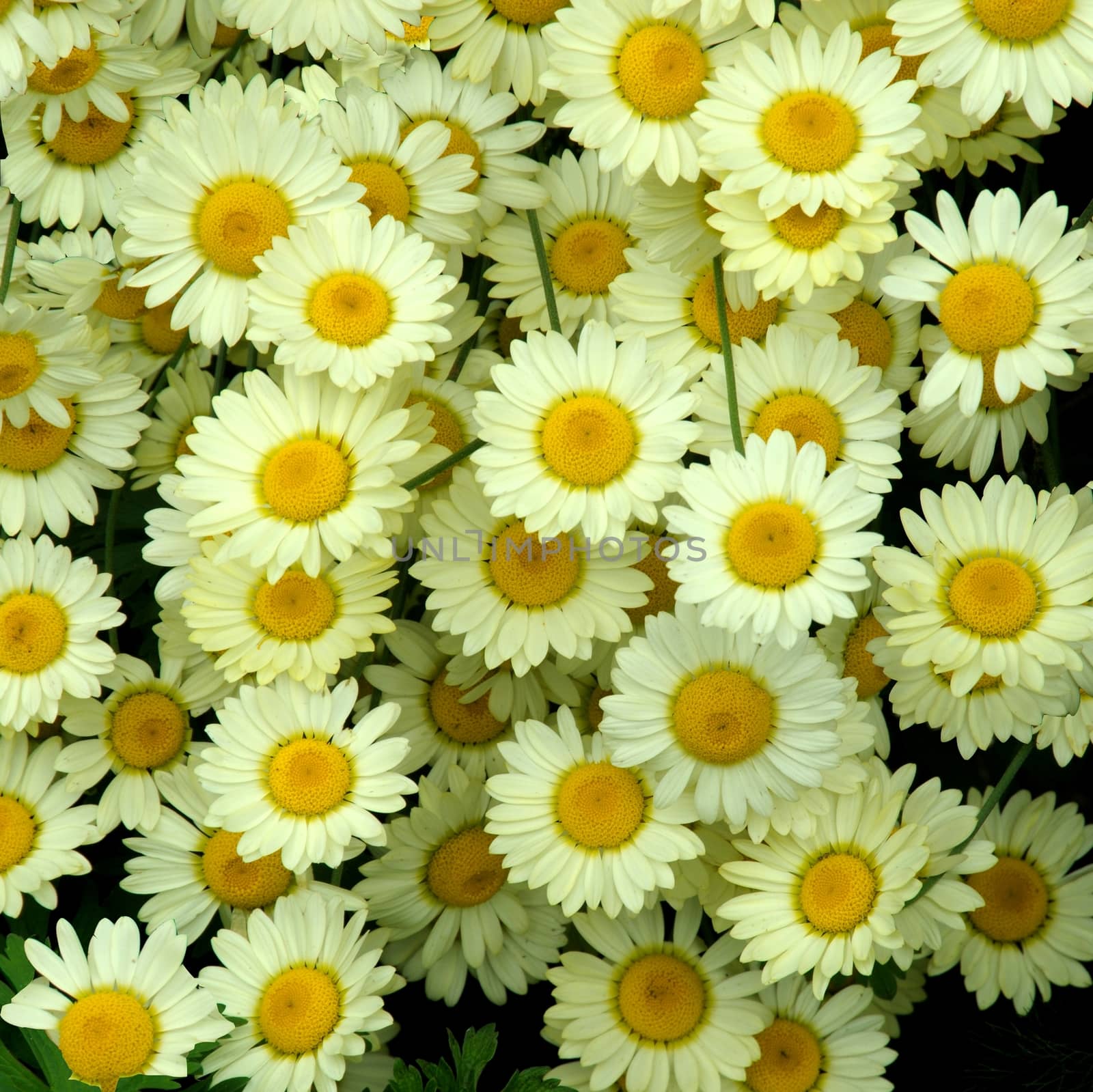 Beautiful garden flowers.