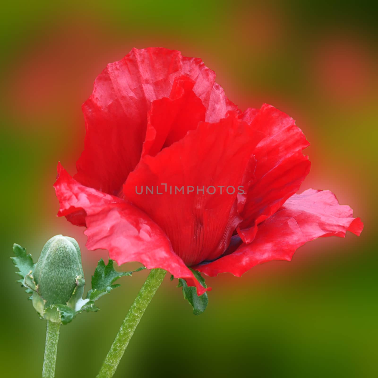 Beautiful garden flowers.