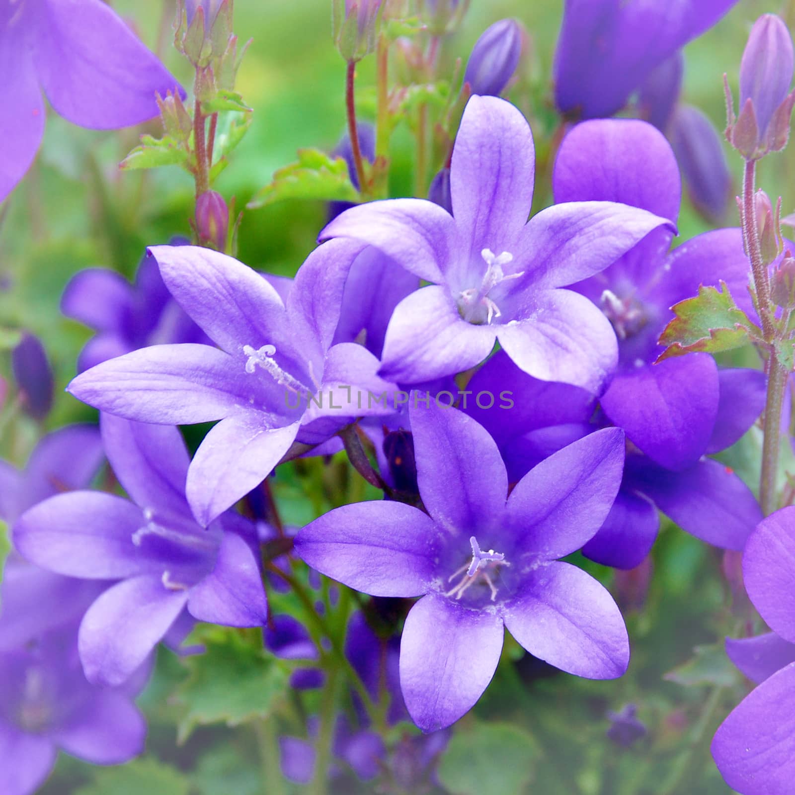 Beautiful garden flowers.