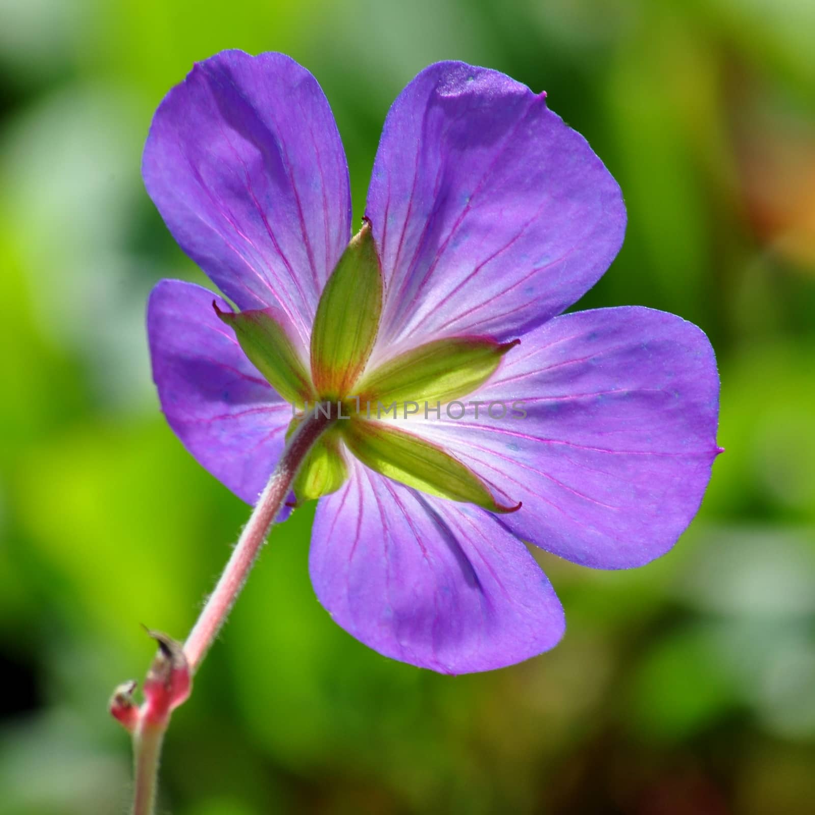 Beautiful garden flowers.