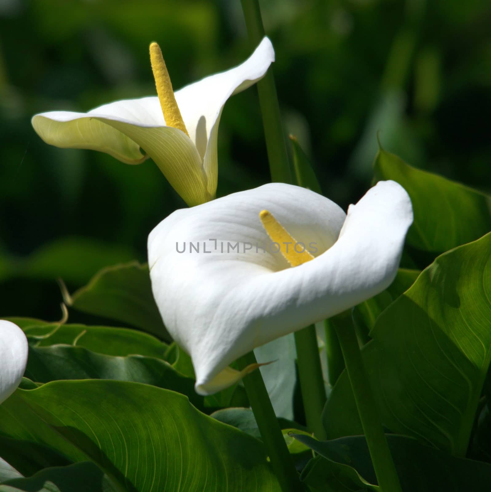 Beautiful garden flowers.