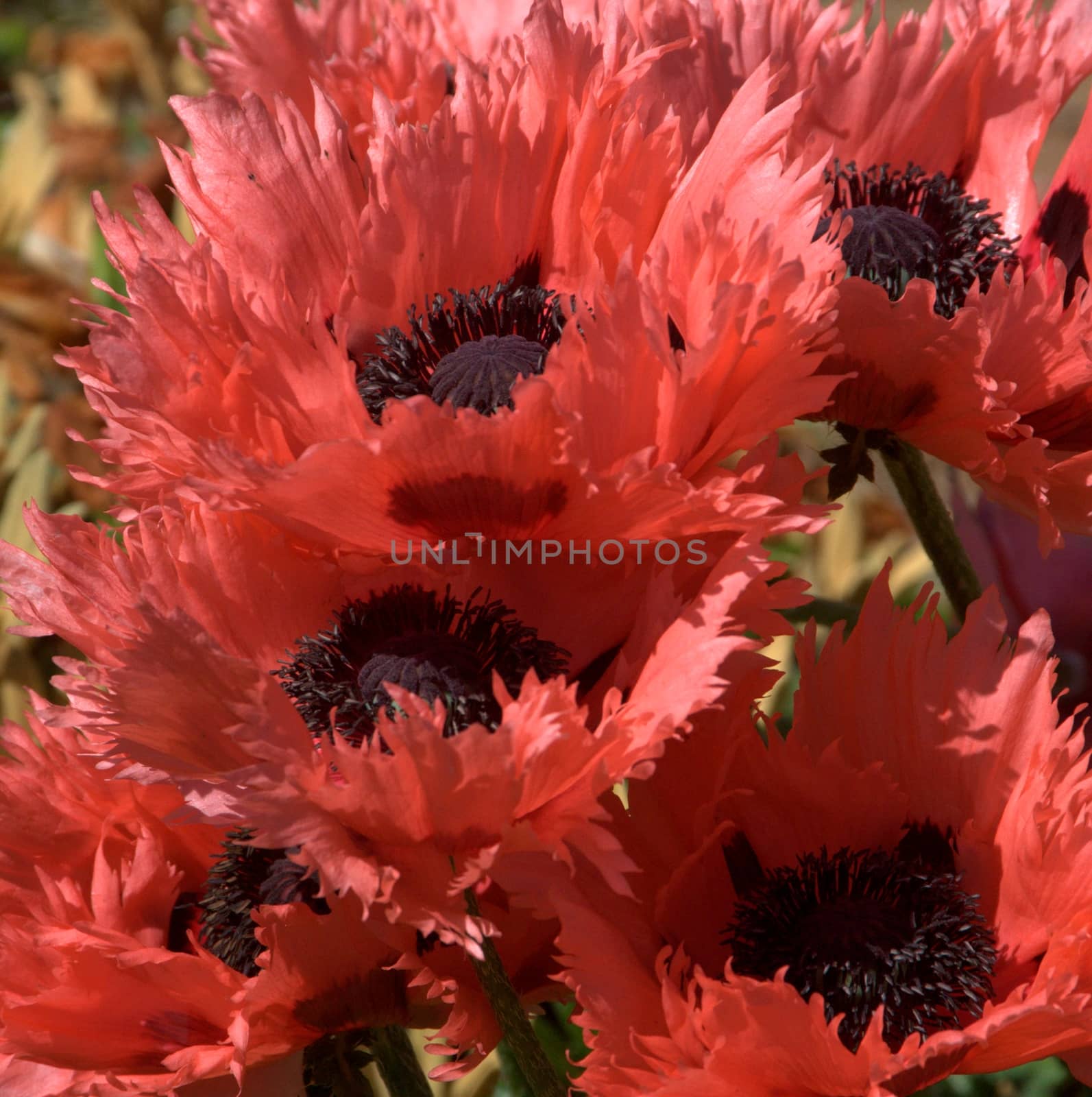 Beautiful garden flowers.