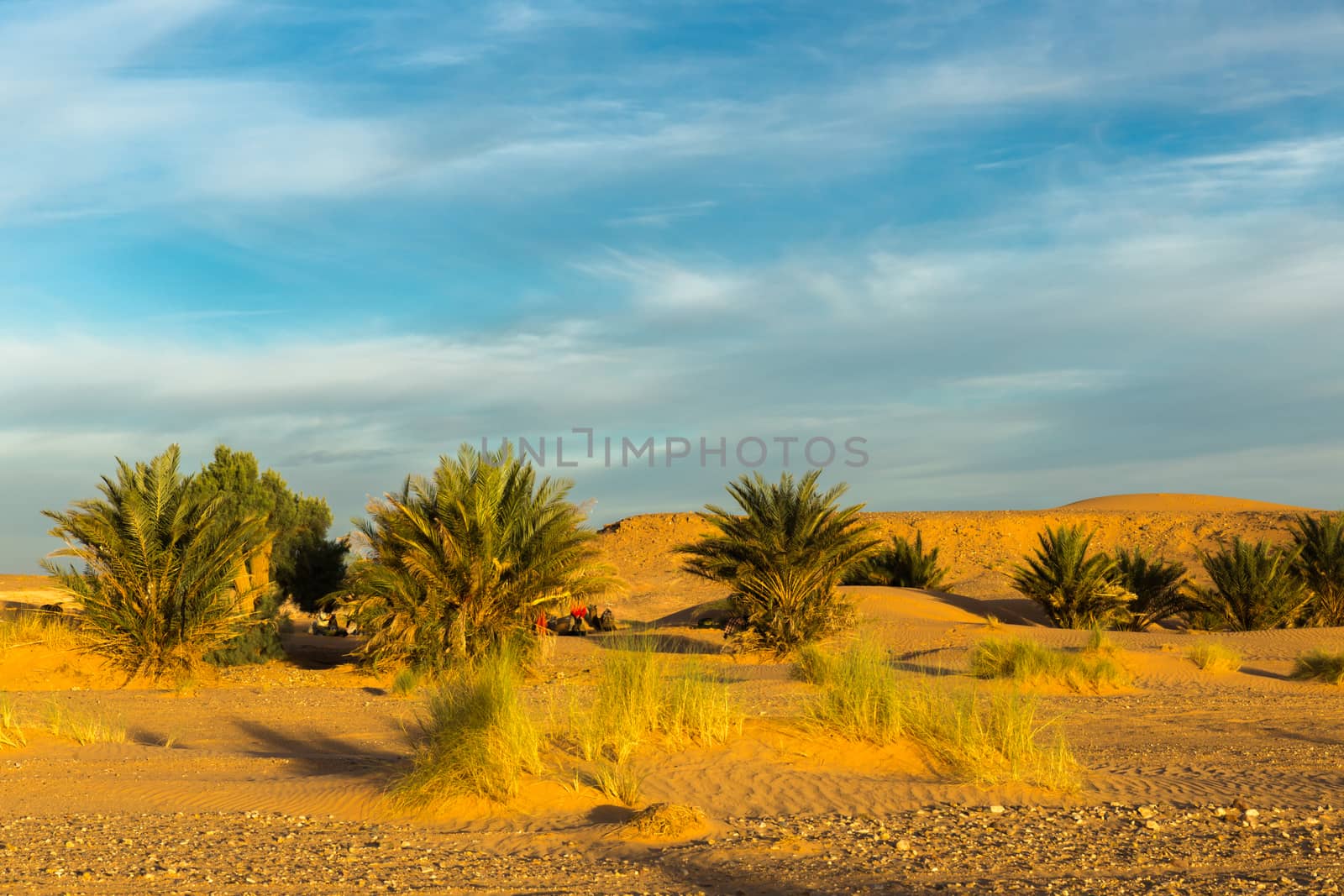 palm trees in desert, morning by Mieszko9