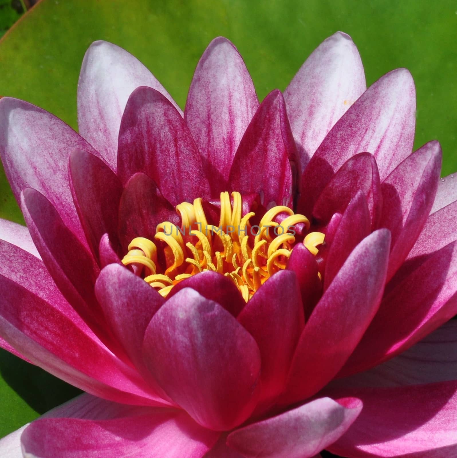 PINK WATER LILY. by george_stevenson