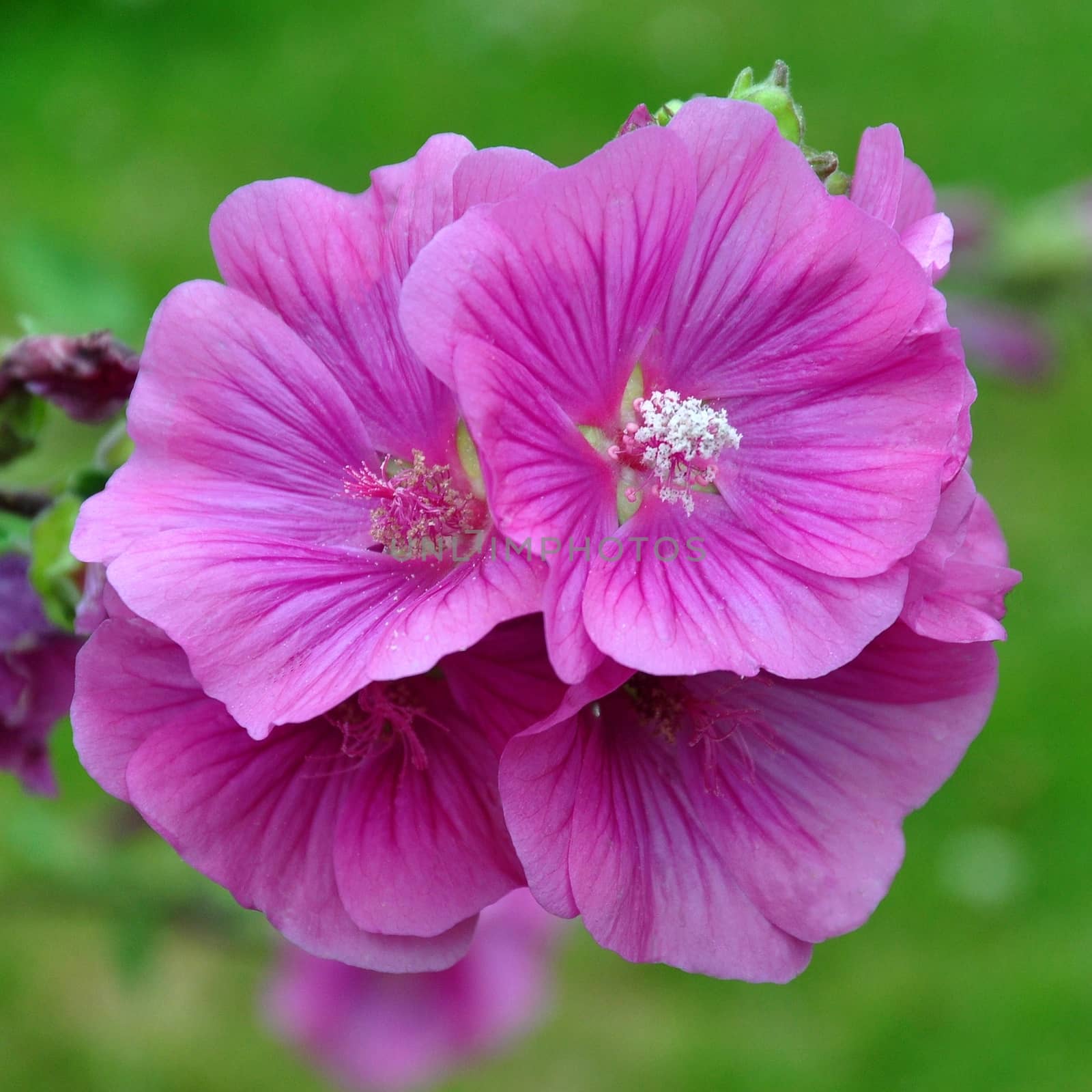 Beautiful garden flowers.