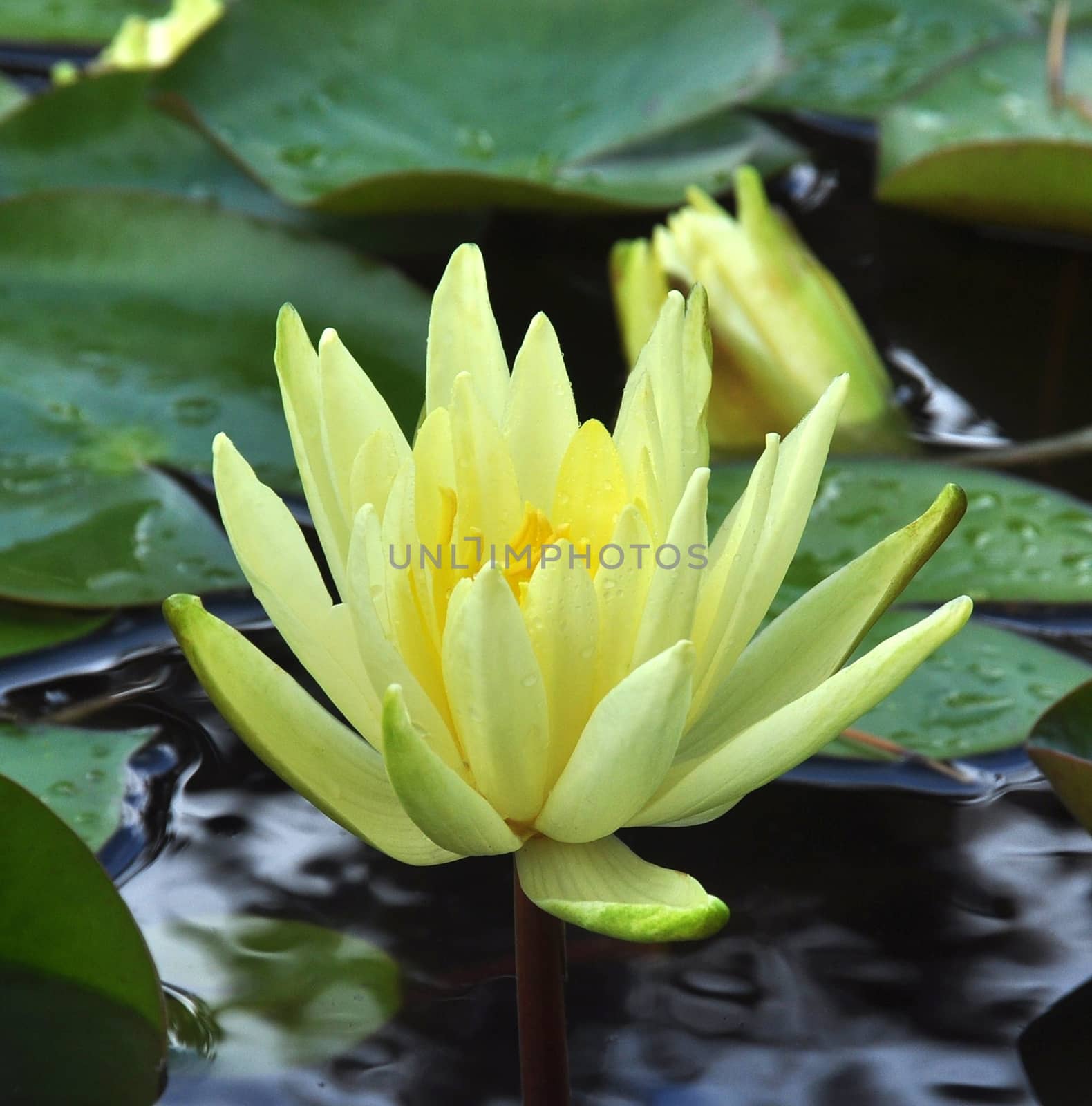 YELLOW WATERLILY by george_stevenson