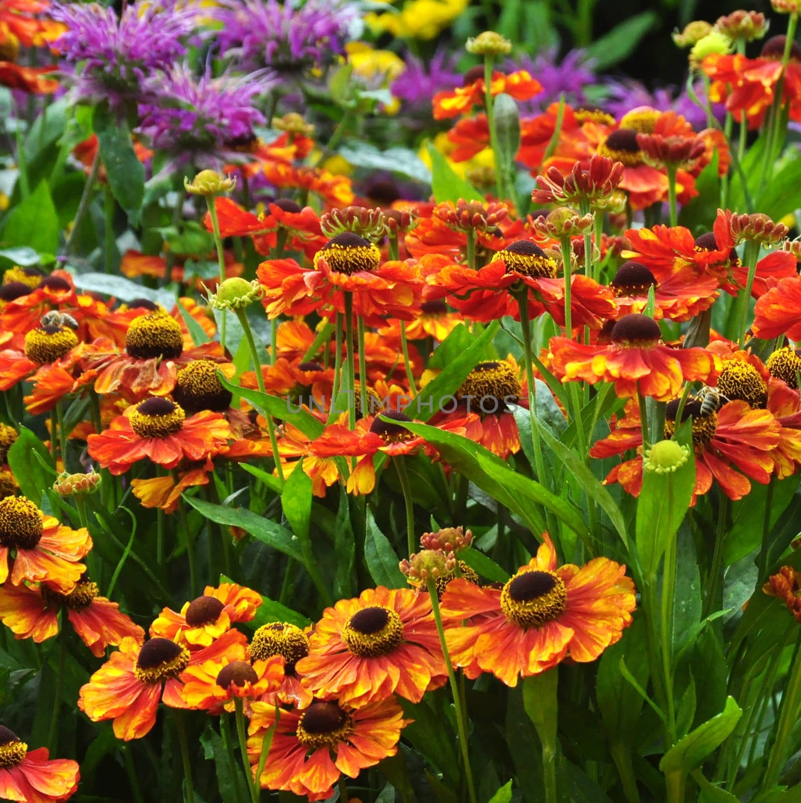 Beautiful florals from the garden.