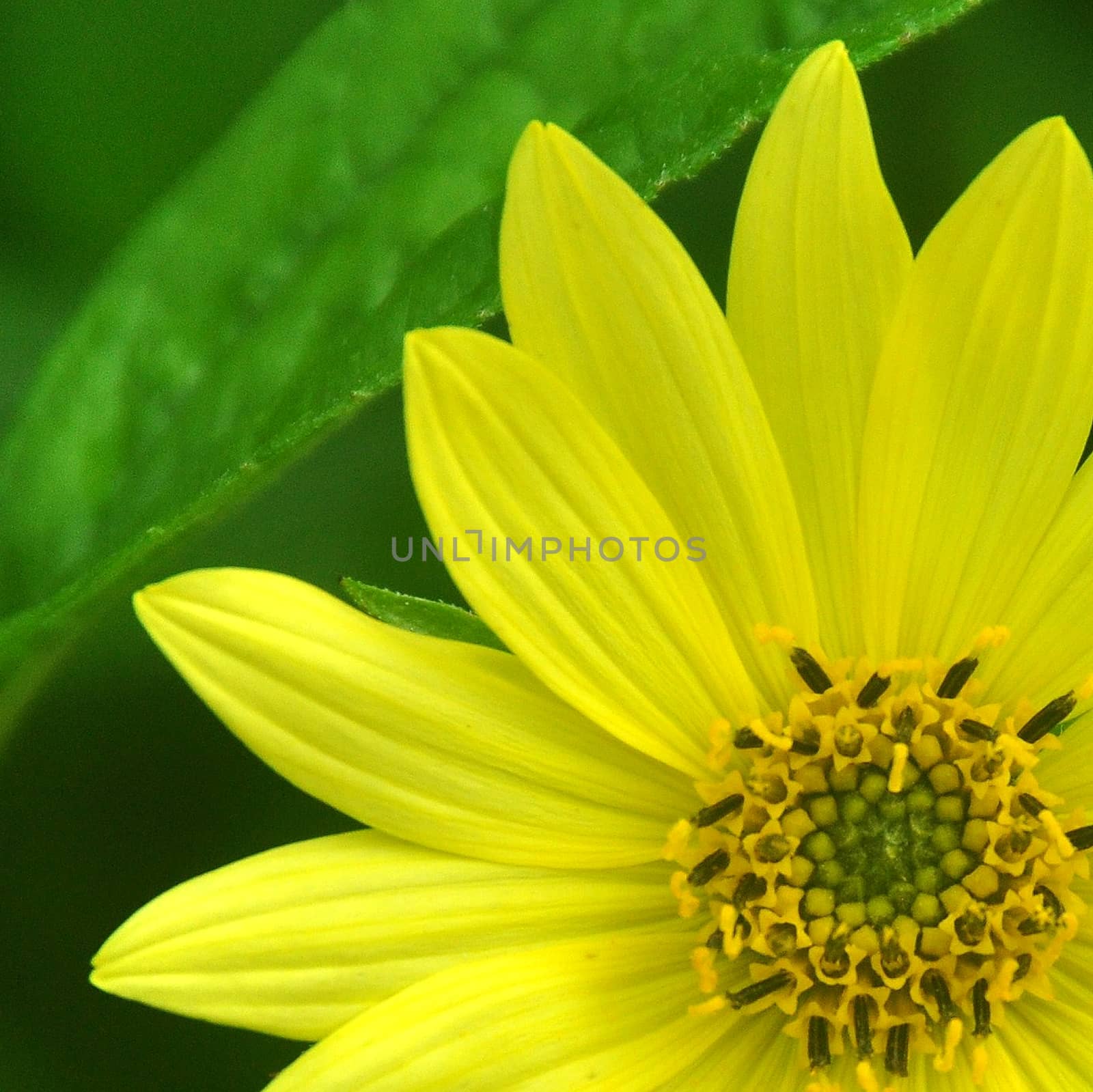 YELLOW DAHLIA. by george_stevenson