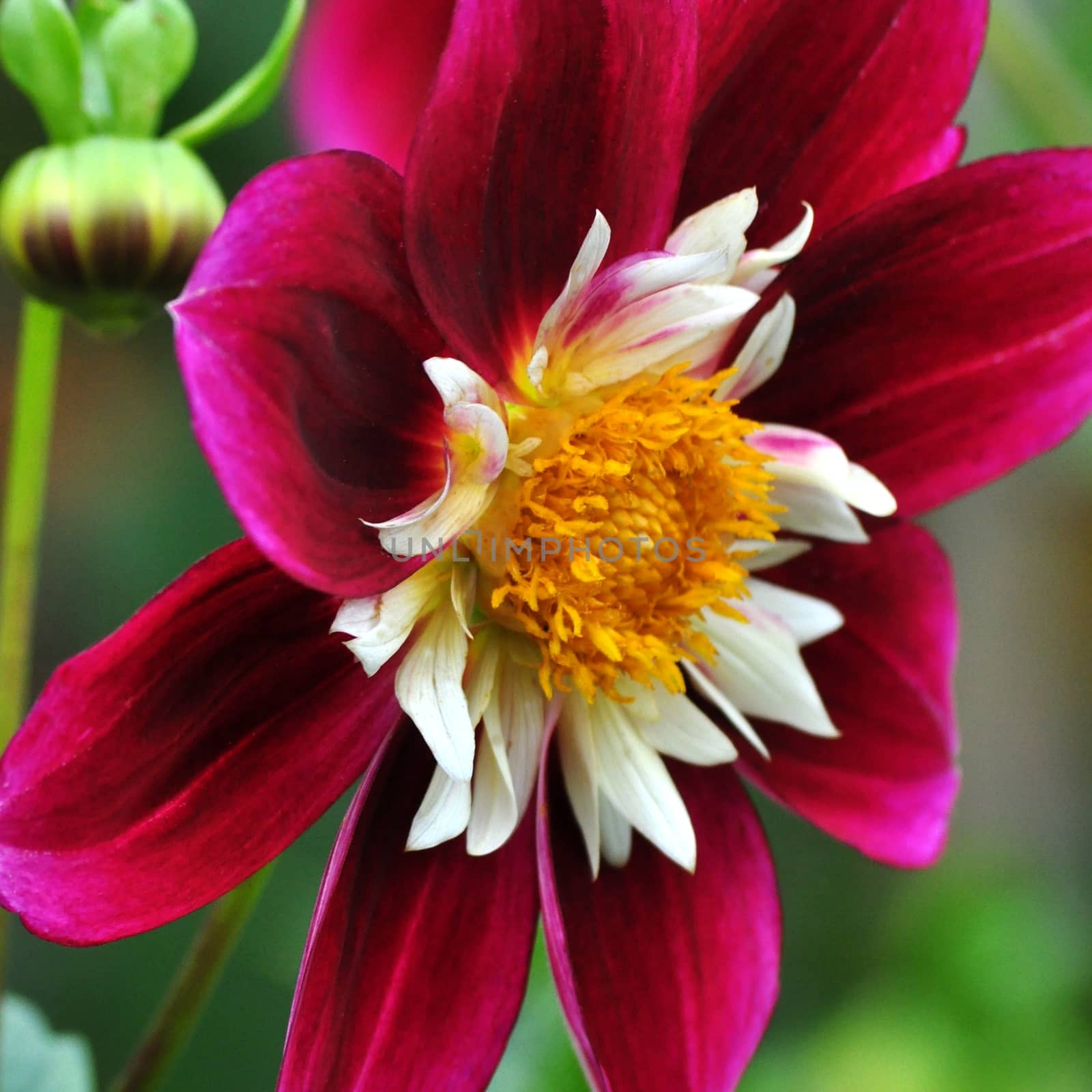 DAHLIA. by george_stevenson