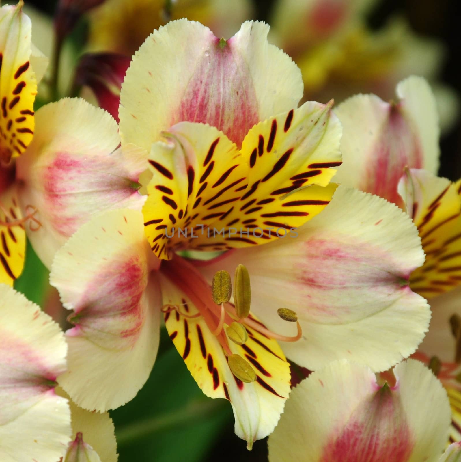 Beautiful florals from the garden.