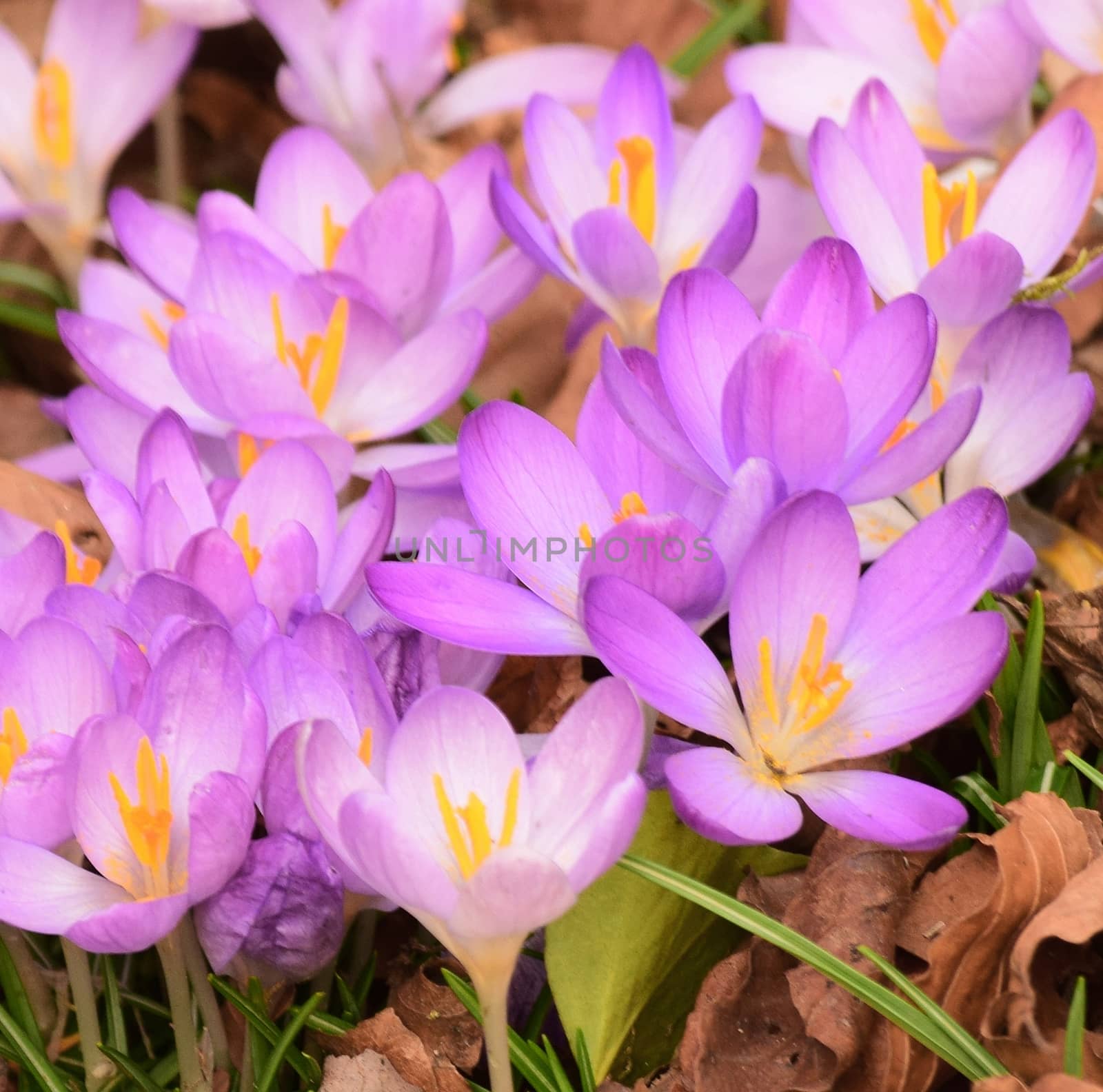 Beautiful florals from the garden.