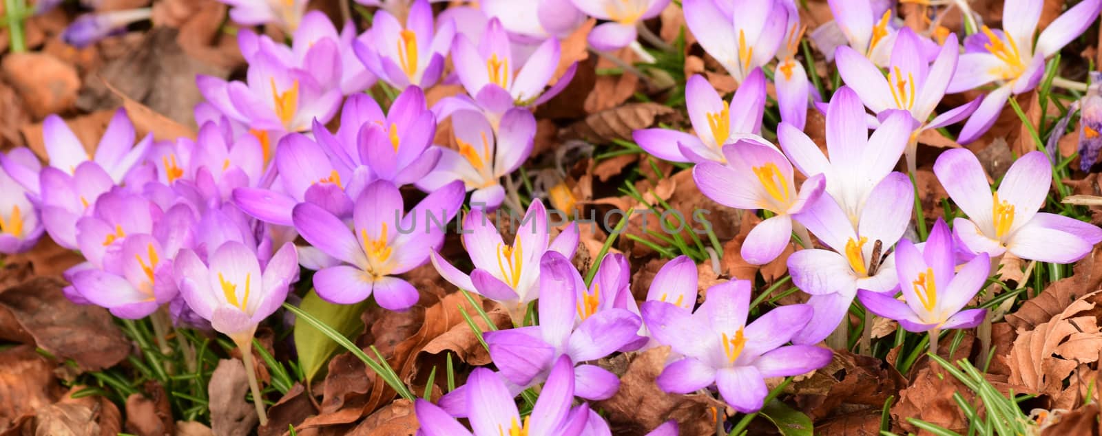 Beautiful florals from the garden.