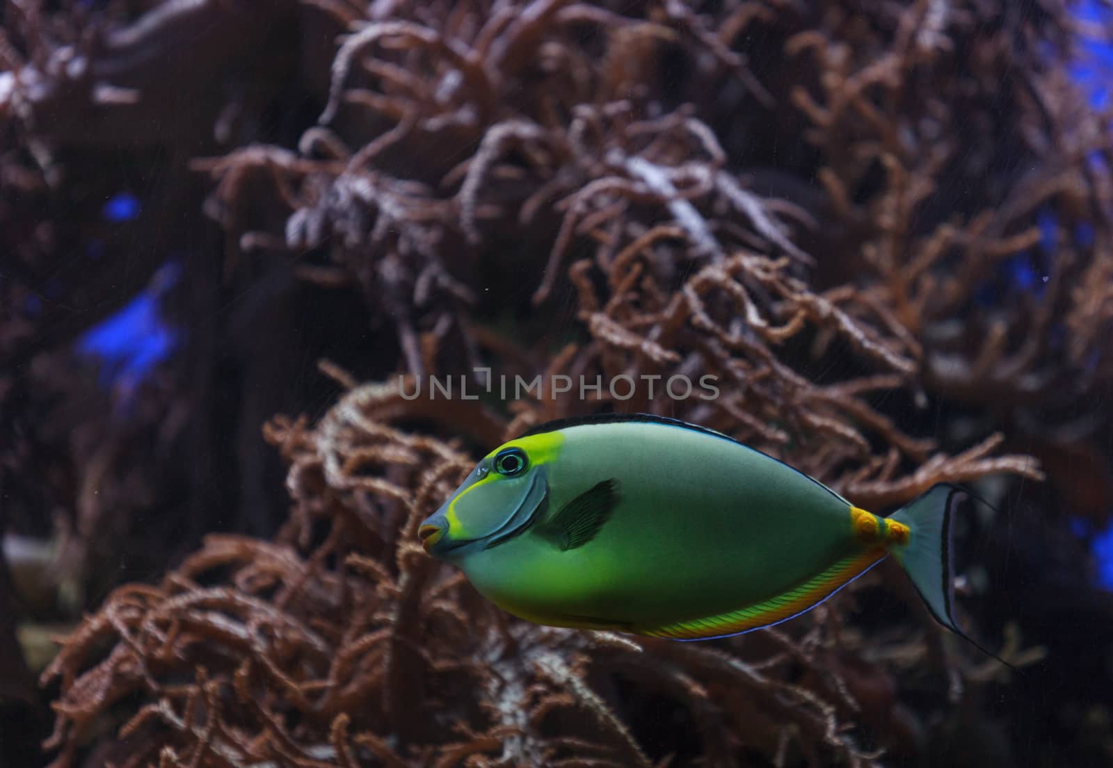 Naso tang fish, Naso lituratus, is found in the Indian and Pacific Ocean
