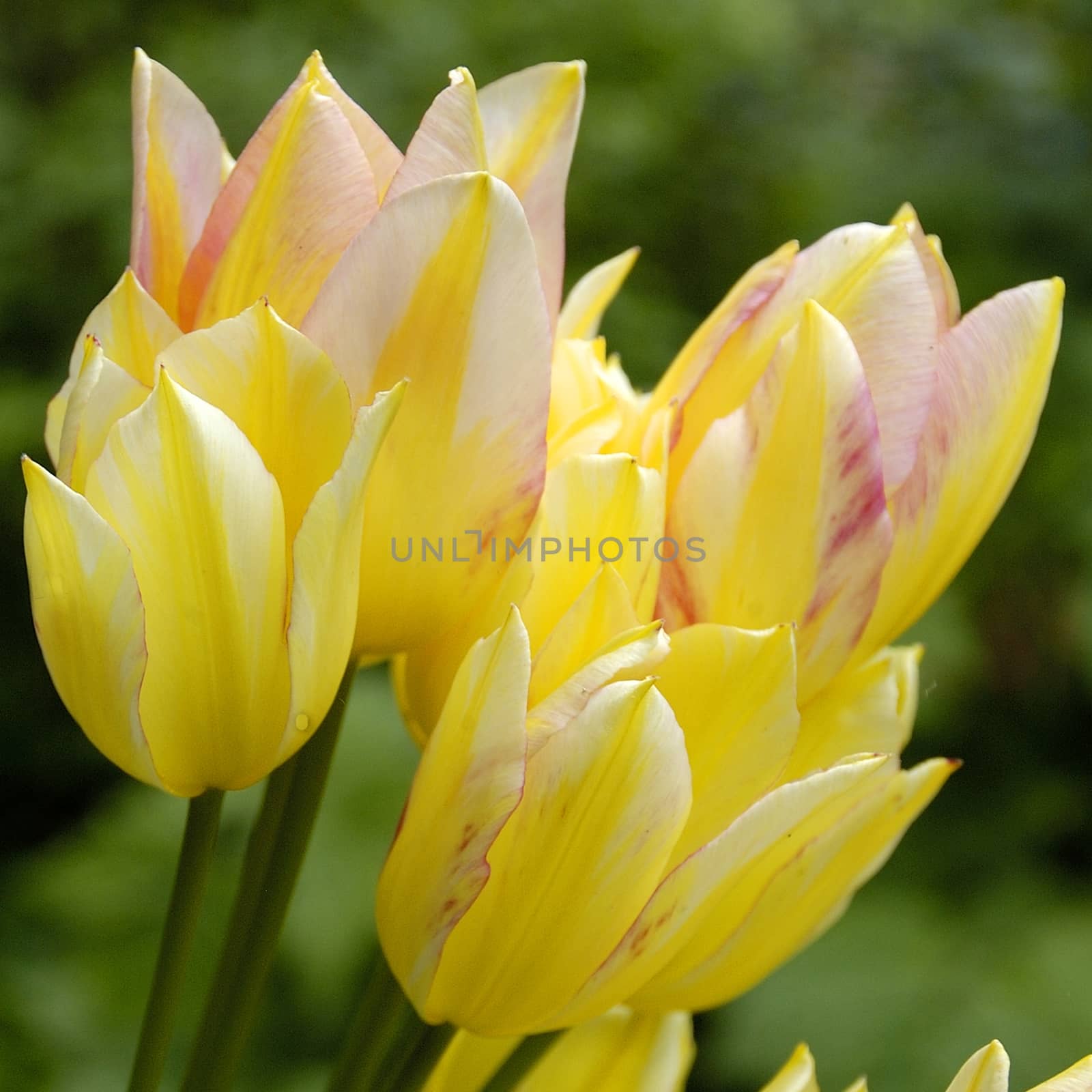 Beautiful florals from the garden.