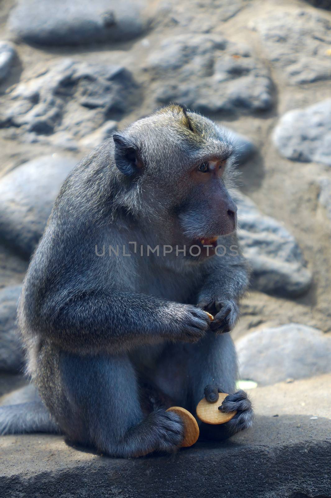 Monkey with cookies in Bali, Indonesia.