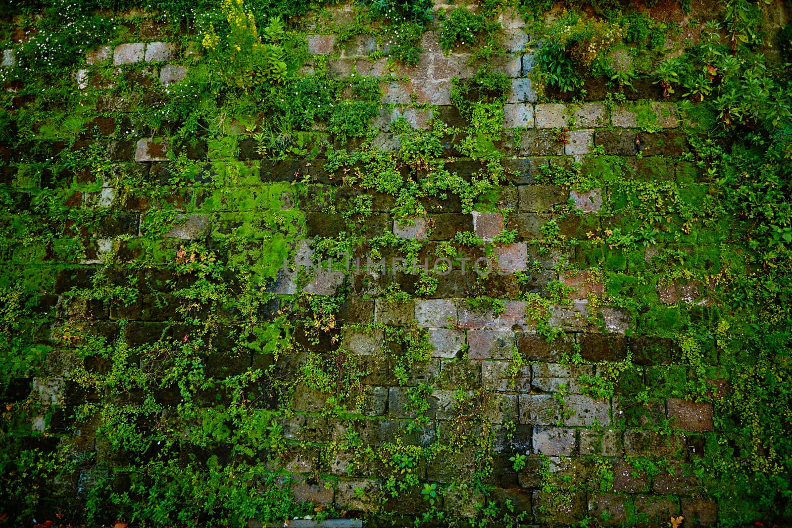 Old gray stone wall with green moss texture background close up