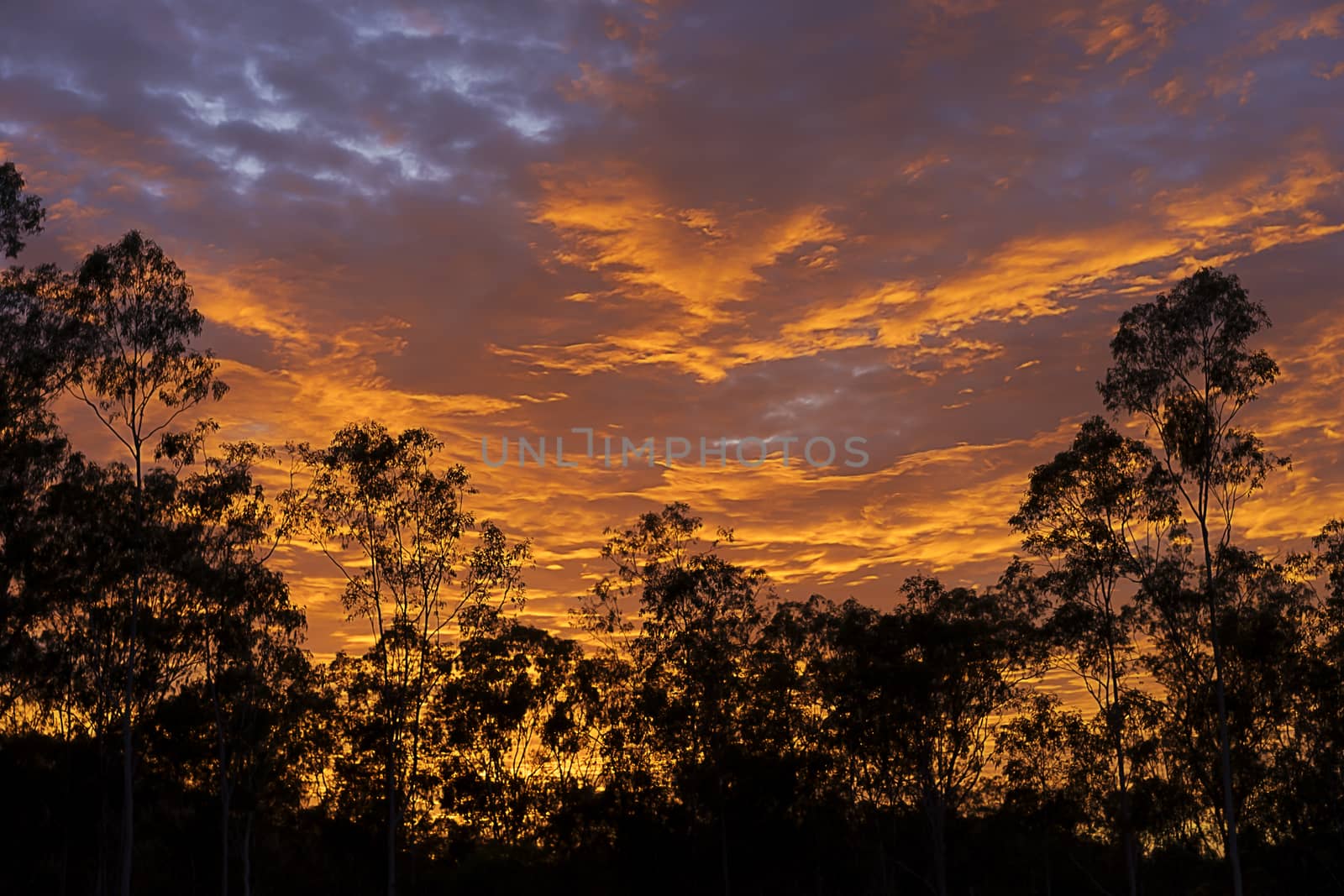  Early morning with Gum trees bush known as eucalypt forest silhouetted against colorful bright dramatic australian sunrise 