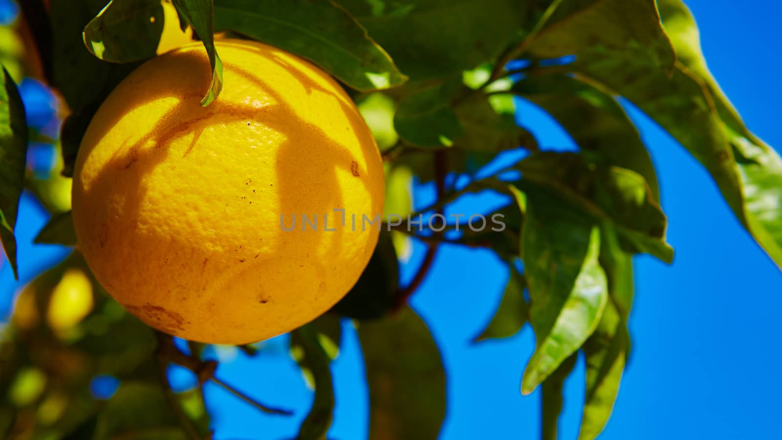 The organic orange tree. Orange Park. Shallow dof