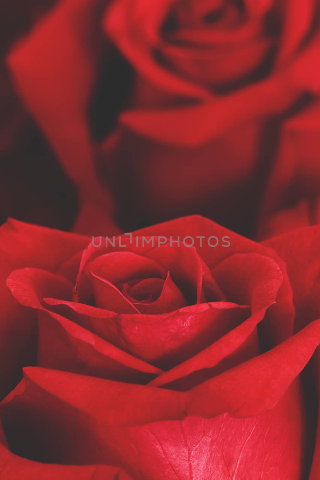 Red rose for Valentines Day background