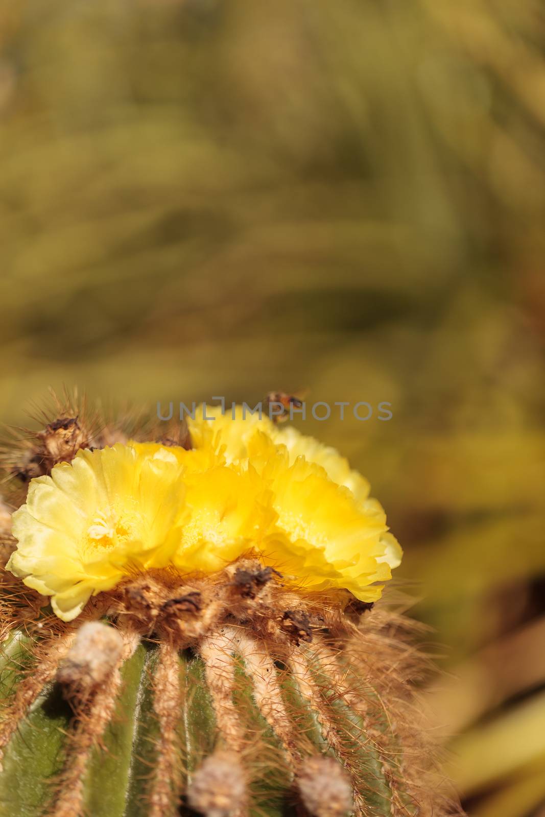Yellow cactus flower on Notocactus warasii blooms in a desert in Brazil