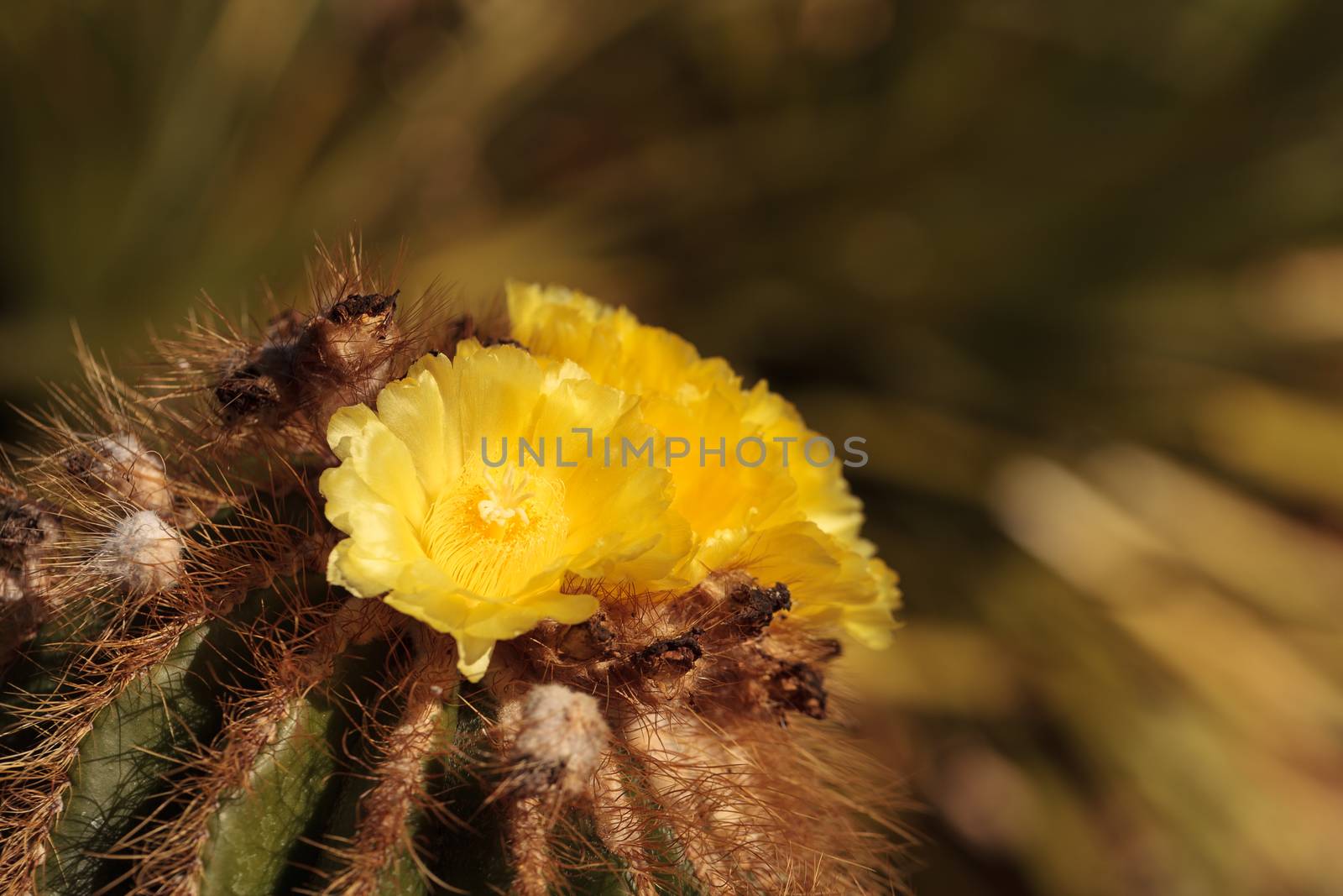 Yellow cactus flower on Notocactus warasii blooms in a desert in Brazil