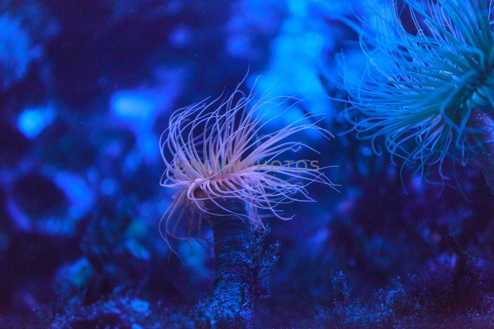 Tube anemone, Pachycerianthus fimbriatus, extends tentacles on the ocean floor.