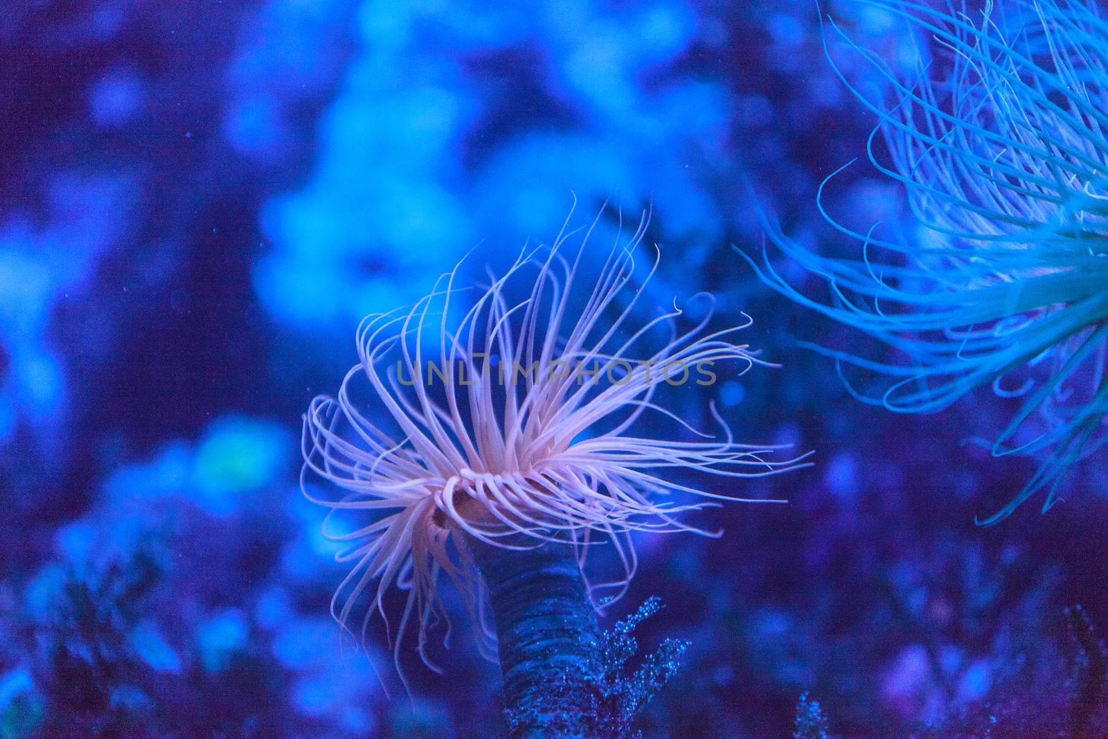 Tube anemone, Pachycerianthus fimbriatus, extends tentacles on the ocean floor.