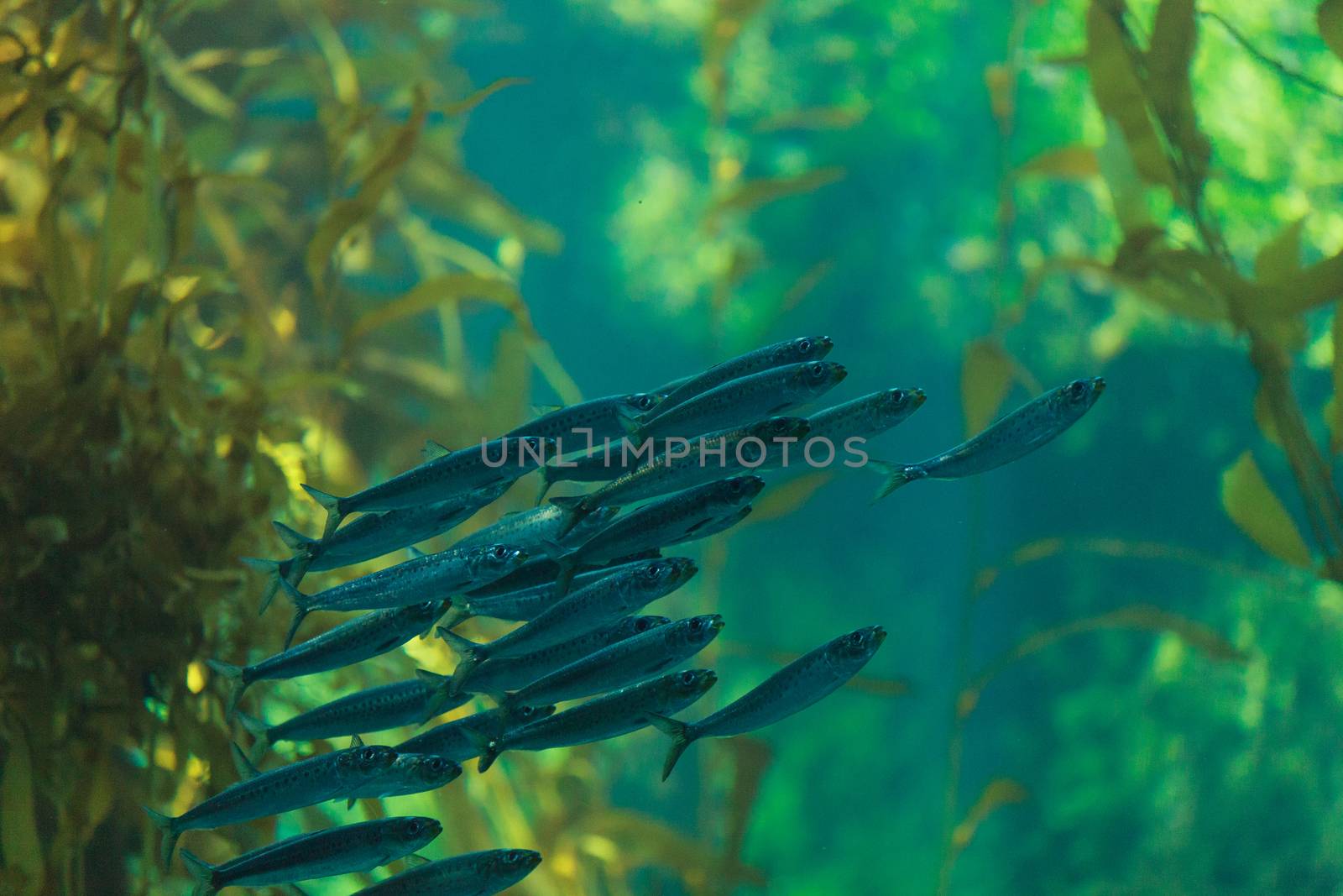 Pacific sardine fish by steffstarr