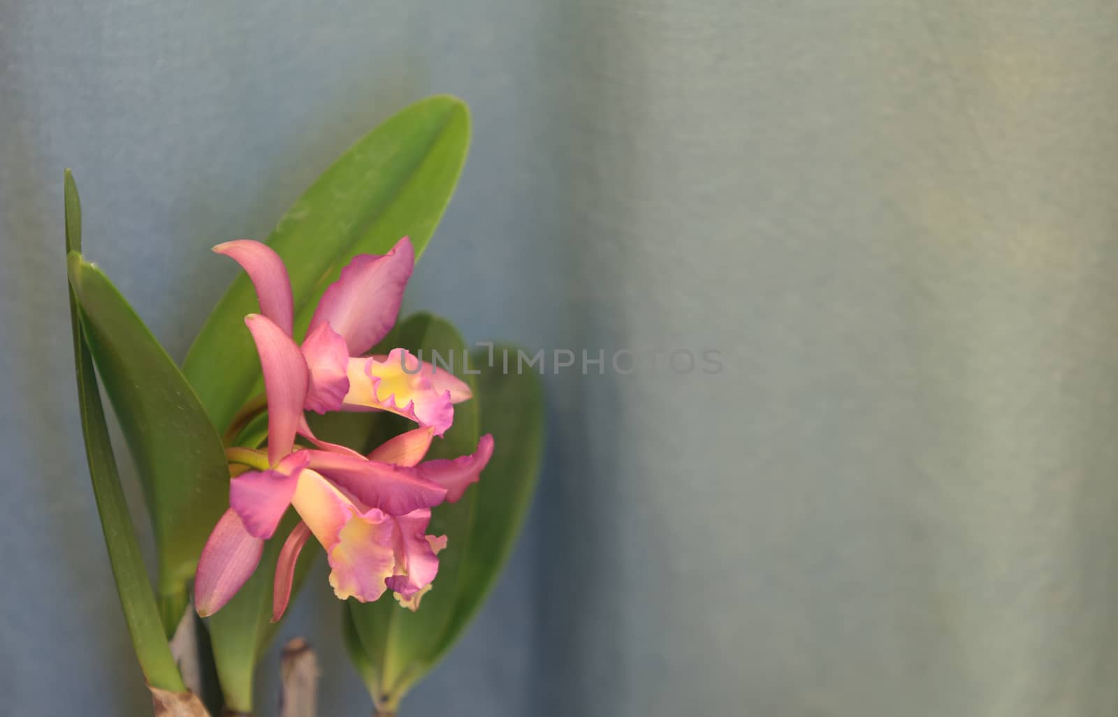 Cattleya orchid flower by steffstarr