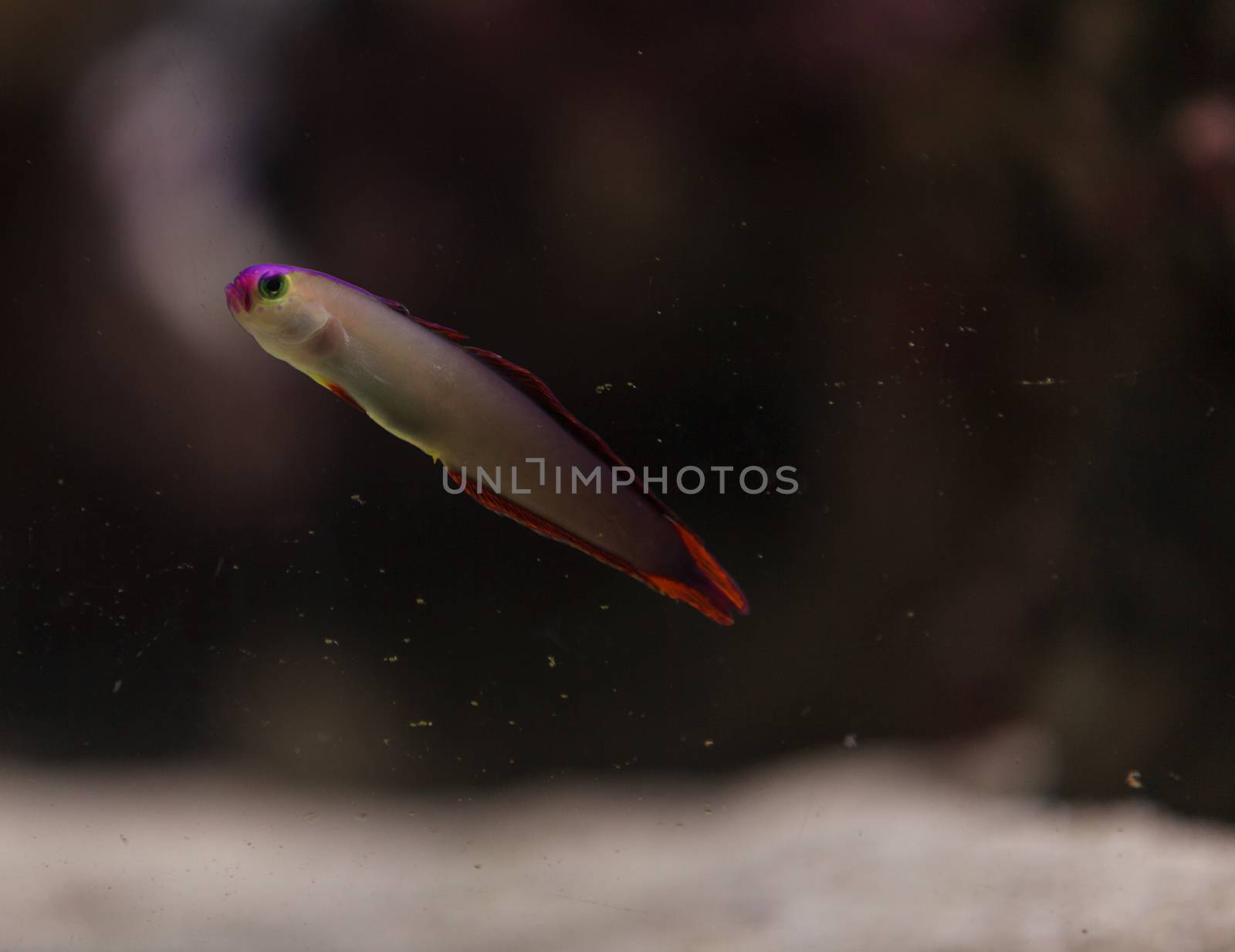Purple cap firefish, Nemateleotris decora, darts through the saltwater on a tropical reef in the ocean. These colorful fish are purple and white with red.