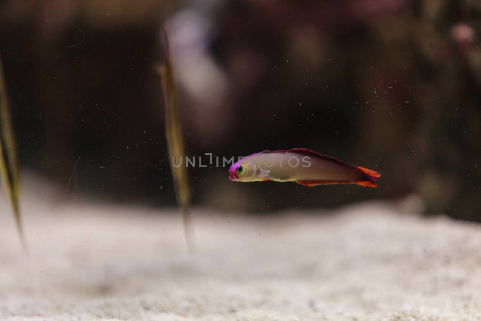 Purple cap firefish, Nemateleotris decora by steffstarr