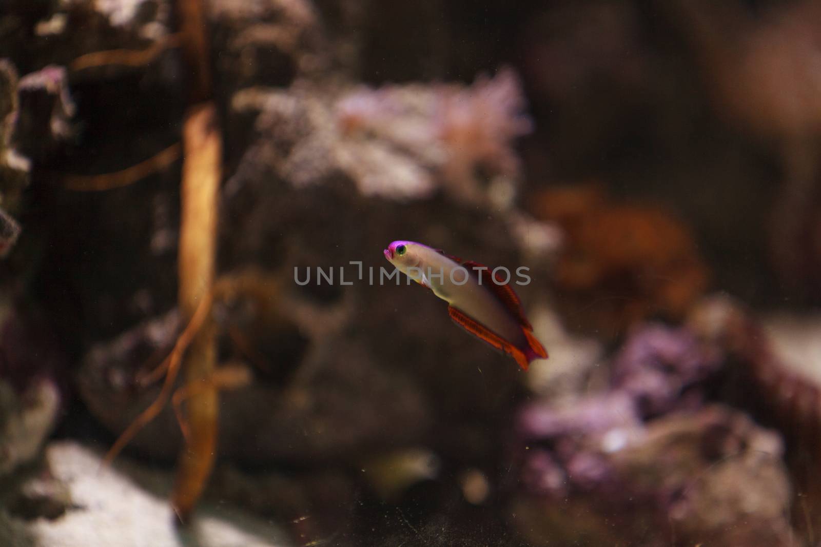 Purple cap firefish, Nemateleotris decora, darts through the saltwater on a tropical reef in the ocean. These colorful fish are purple and white with red.