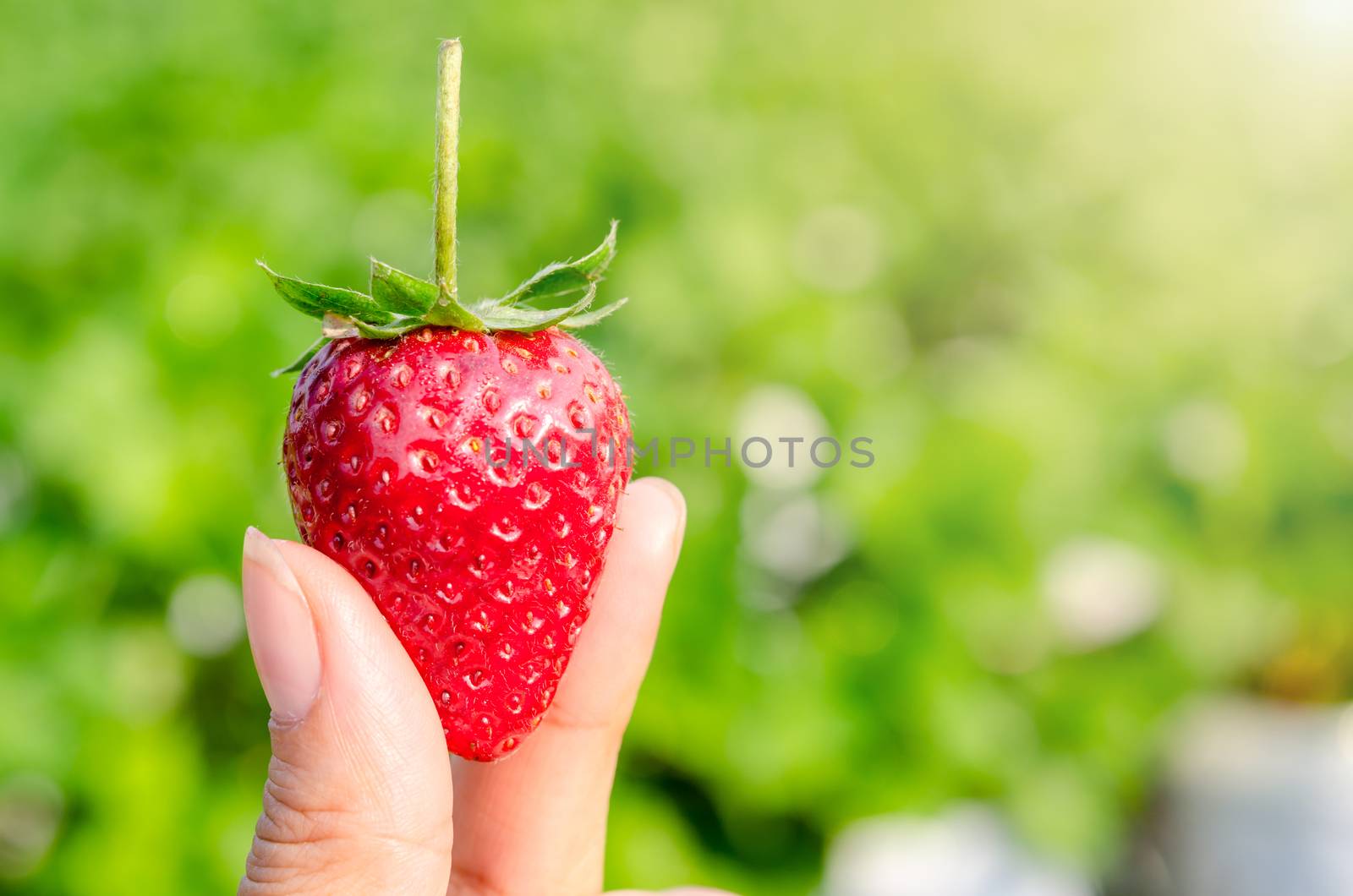 Strawberry berries fresh from the farm in the hands strawberry berries.